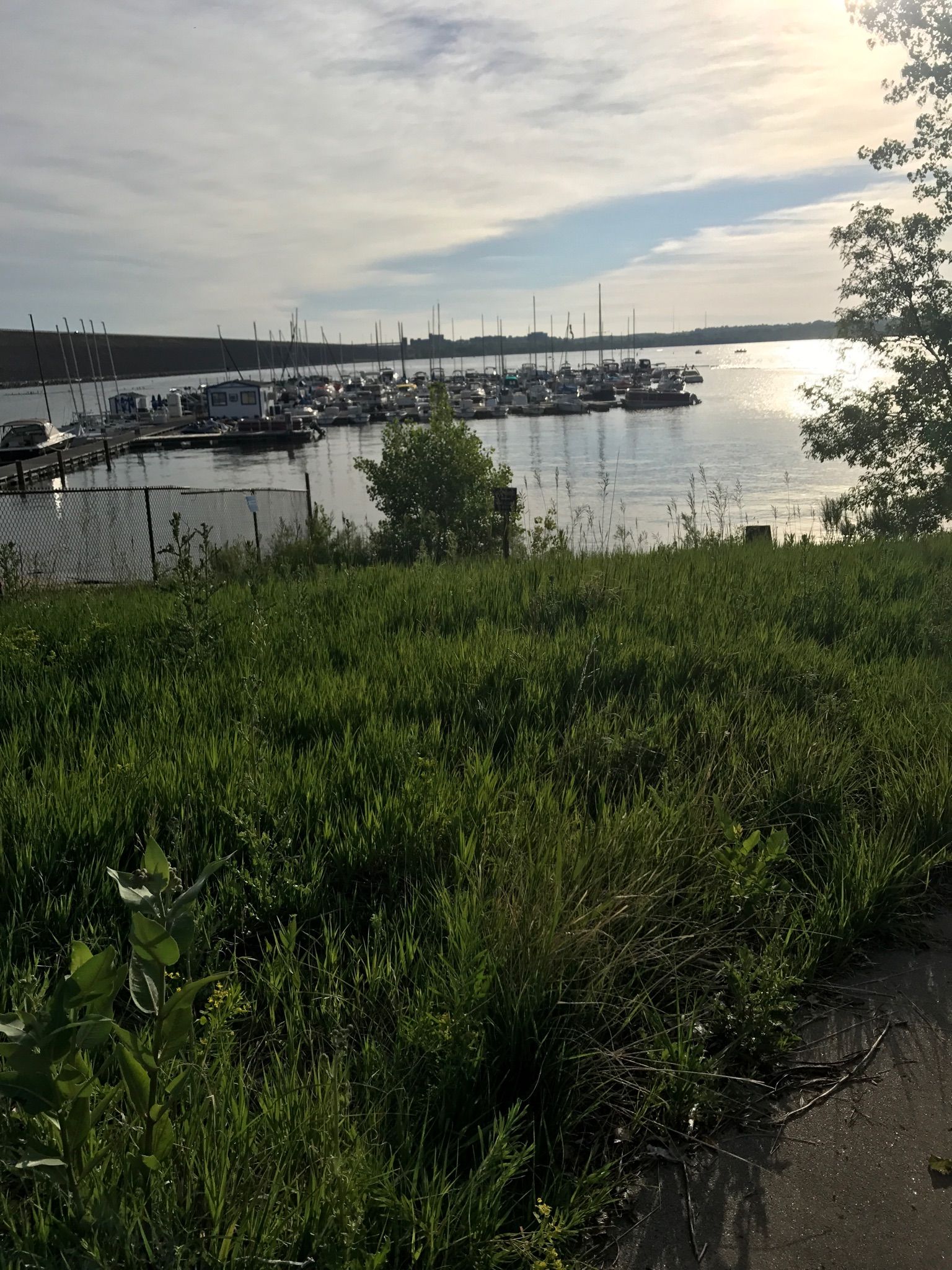 Grassy foreground overlooks a sunny marina filled with boats on calm water. - Cherry Creek, Dayton, and Pope Trail Loop
