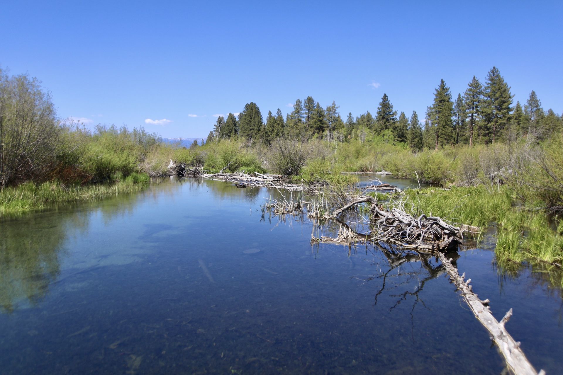 Clear river with submerged logs, surrounded by lush green trees. - Rainbow Trail