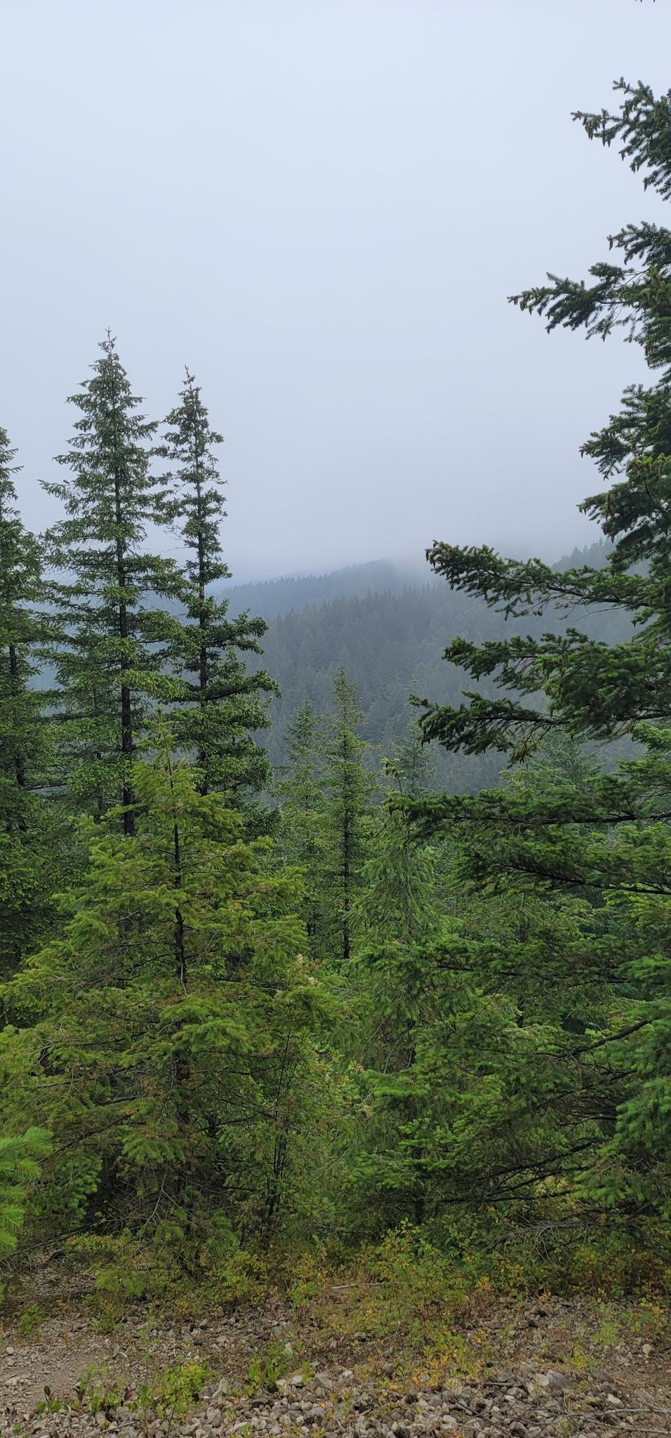 Evergreen trees on a misty hillside, with a foggy valley in the background. - West Tiger 3 and Cable Line Trail Loop