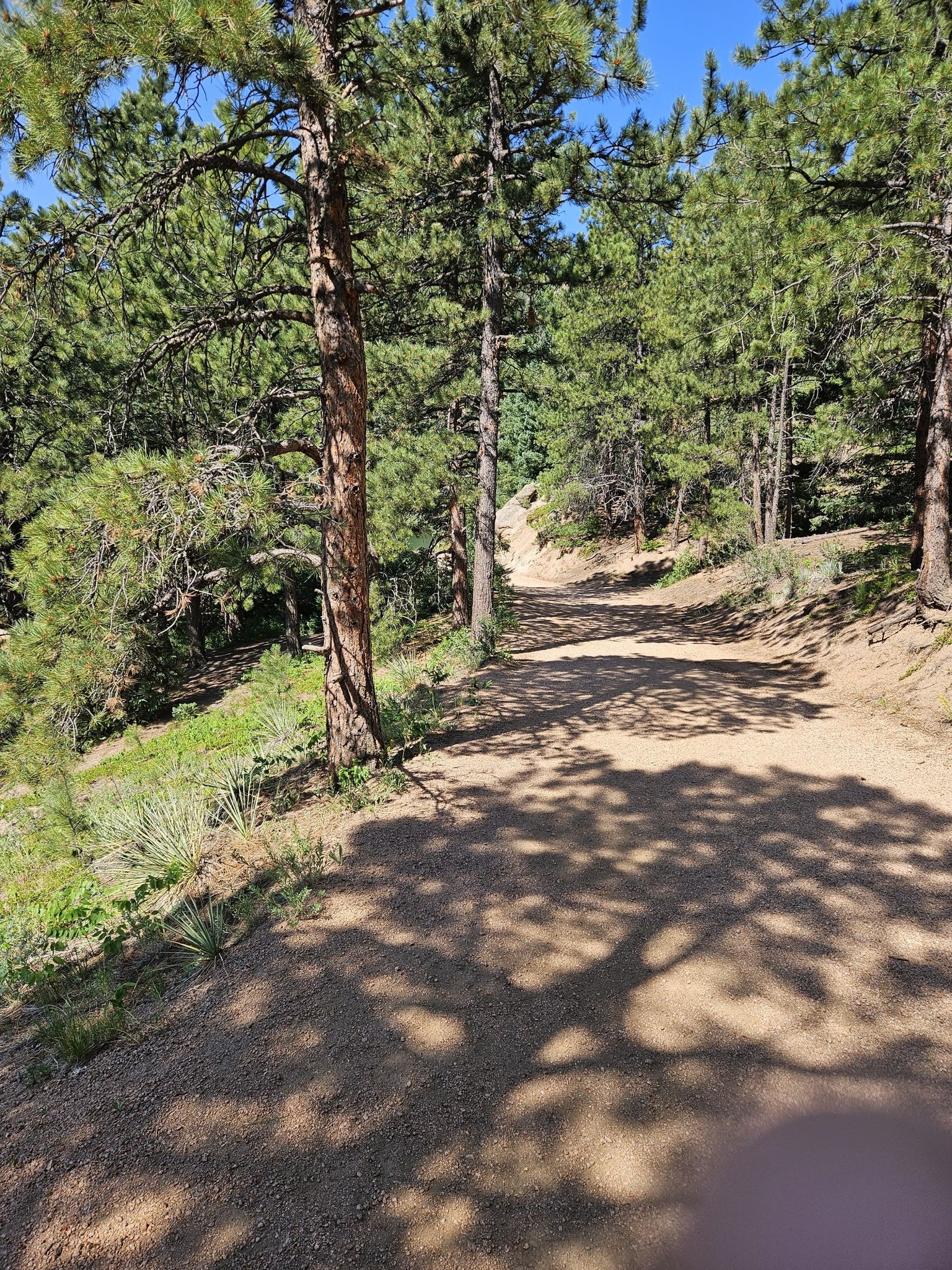 A sun-dappled dirt trail winding through a dense pine forest. - Upper & Lower Palmer Reservoir