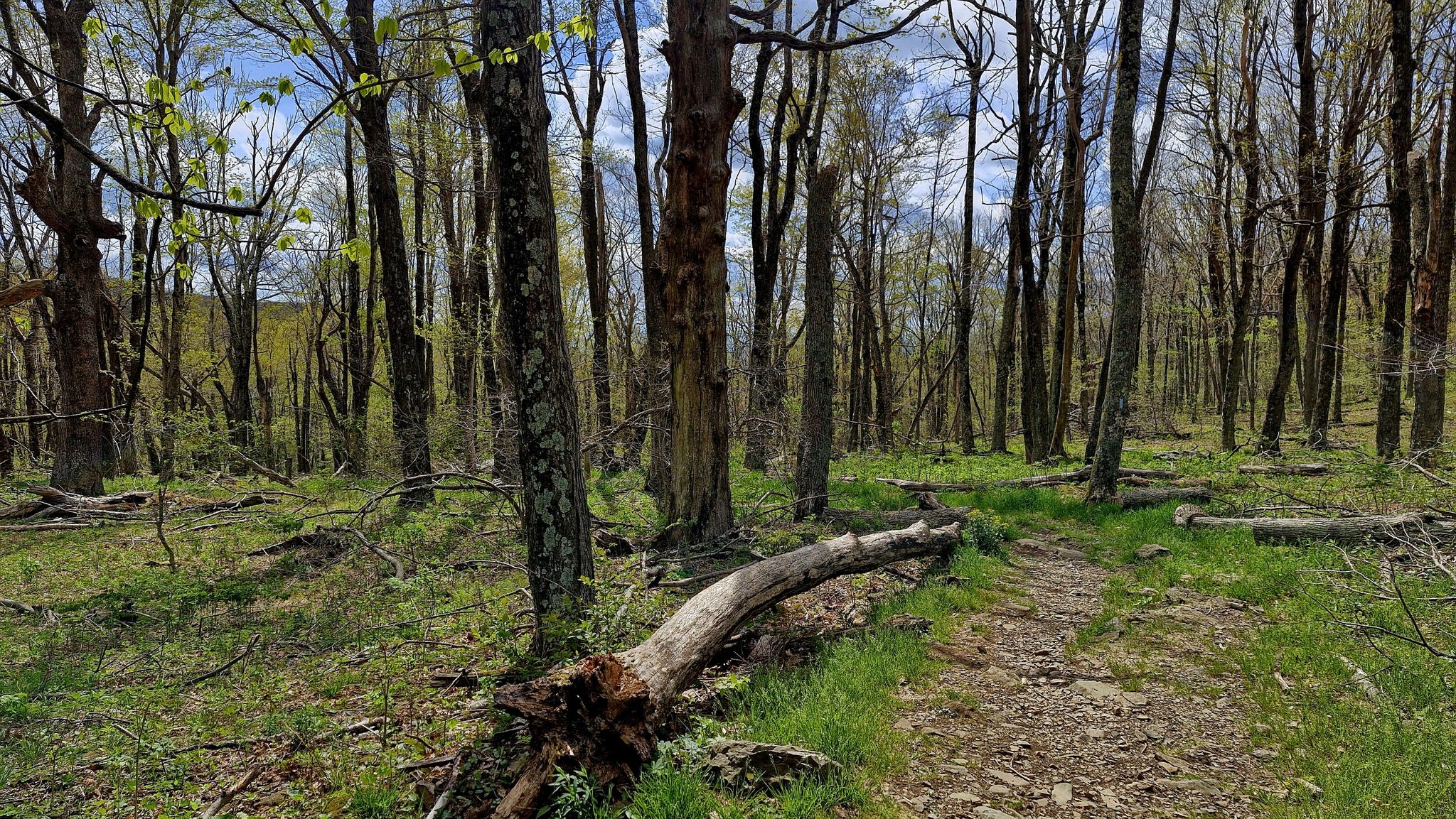 A sunlit forest path with a large fallen log across it. - Cedar Run Trail
