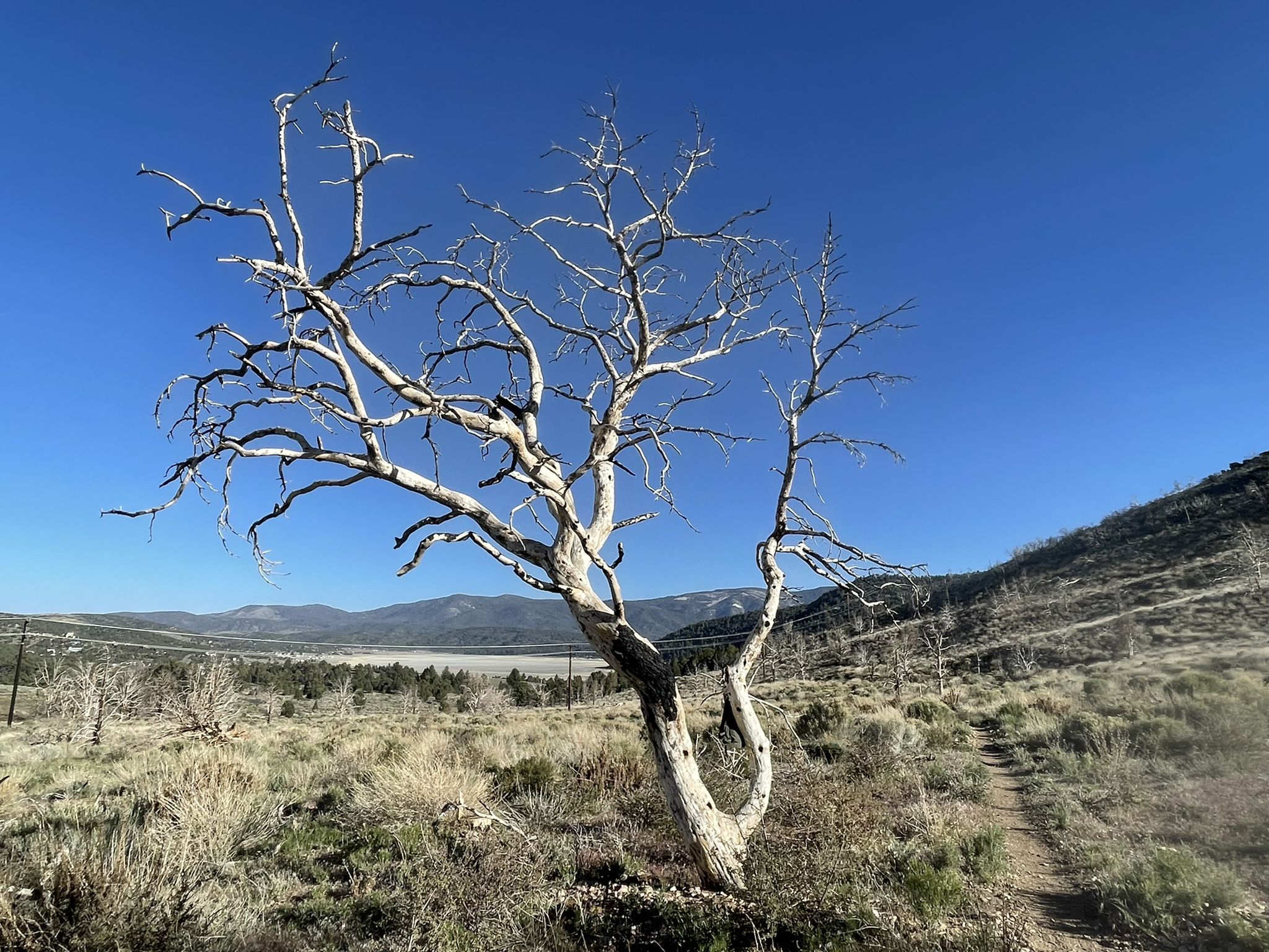Striking white dead tree in an arid field under a clear blue sky. - Gold Mountain and Pacific Crest Trail Loop