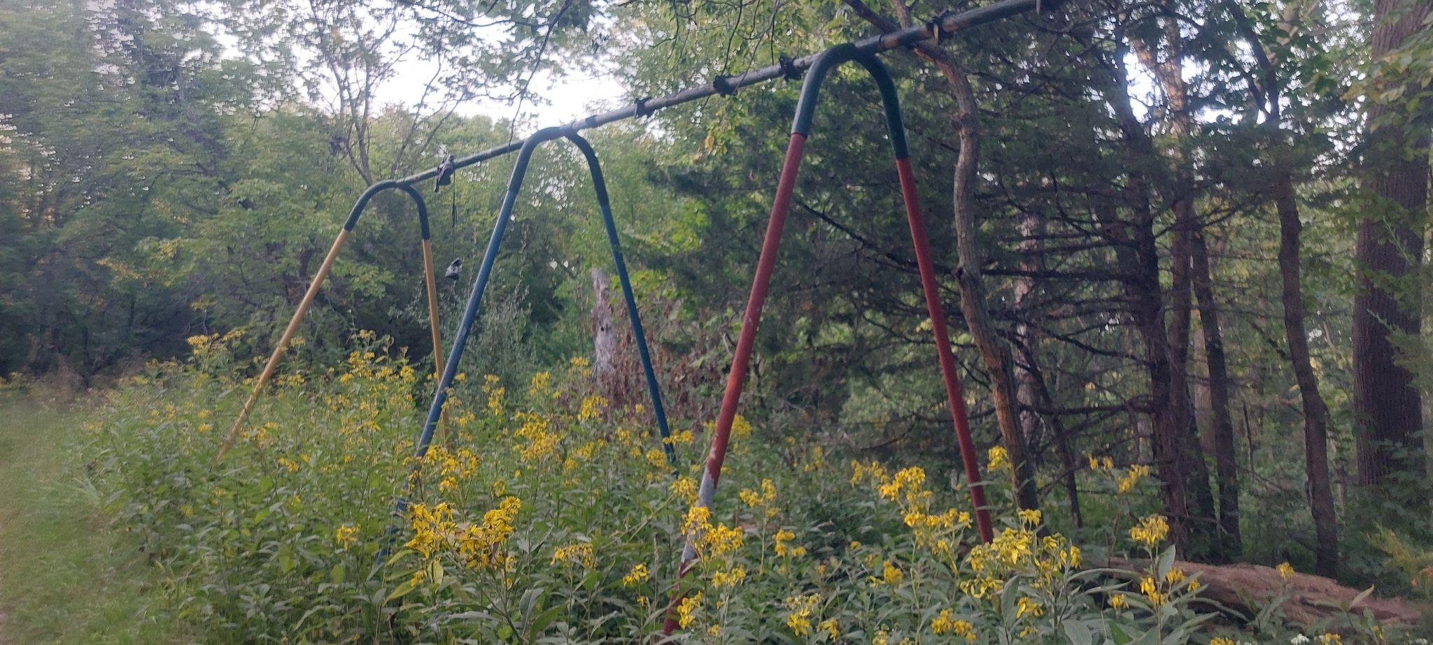 An old swing set overgrown with tall grass and yellow flowers in a wooded area. - Jewell Park Trail