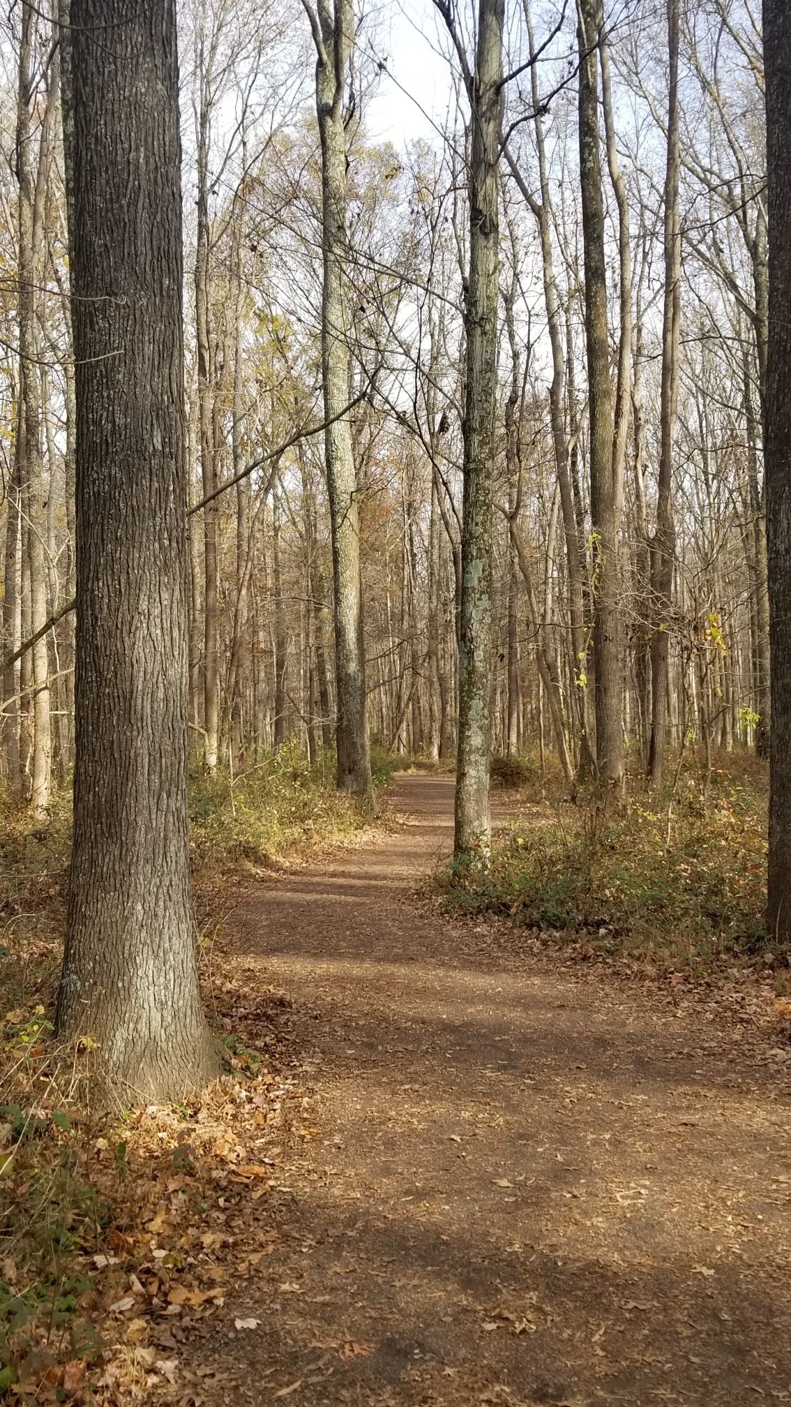 A sunlit dirt path winding through a quiet, leafless forest. - Cedar Trail