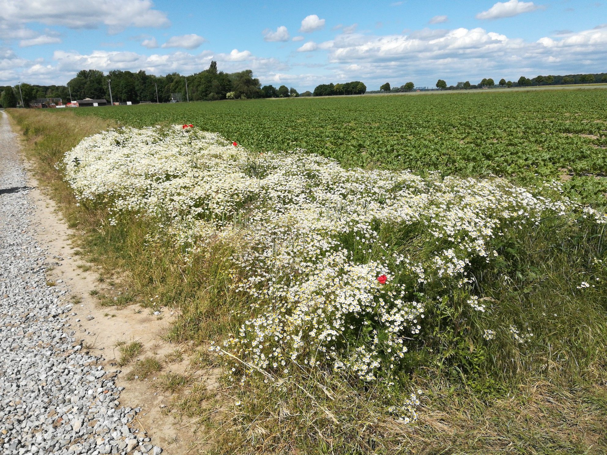 Am Wegesrand vor Bodenstedt