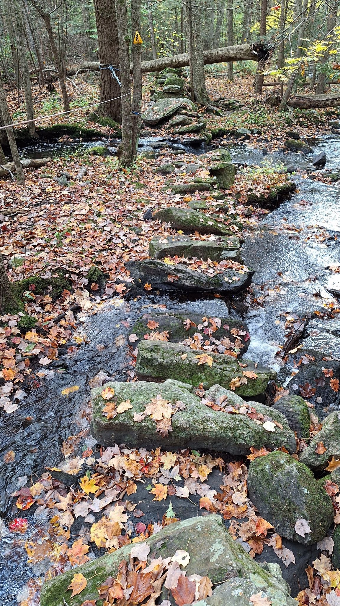 Stepping stones across a small stream, surrounded by fallen autumn leaves. - Mount Hunger Views