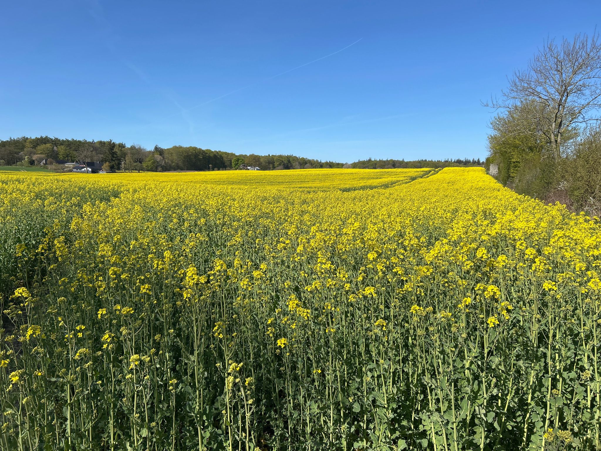 Vorne hinten, links, rechts, alles gelb. Vier Rapsfelder in 360°, aber ein Foto  muss reichen. 😃
