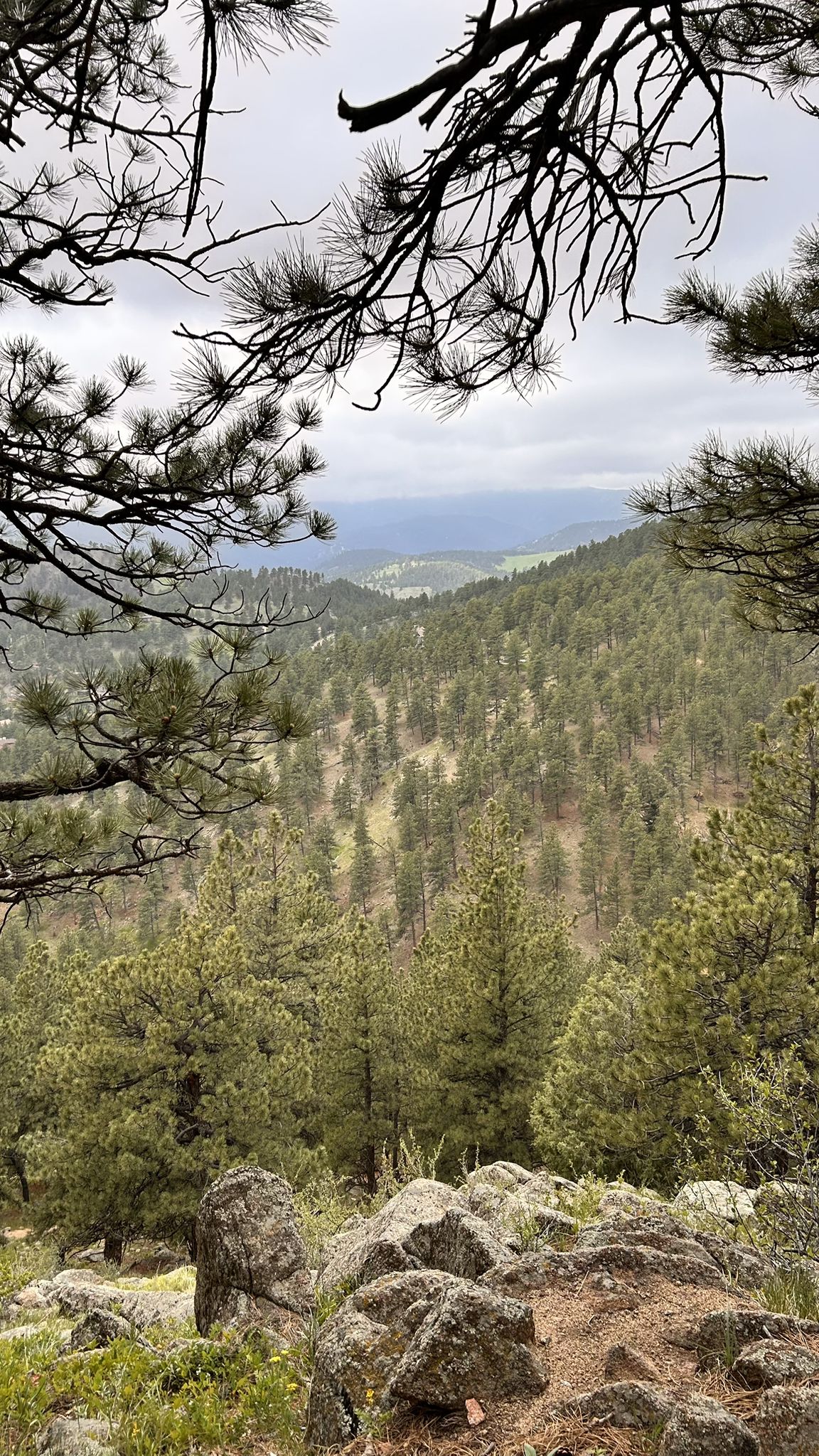 Dense pine forest and distant hills viewed through tree branches. - Mount Sanitas via Lion's Lair loop