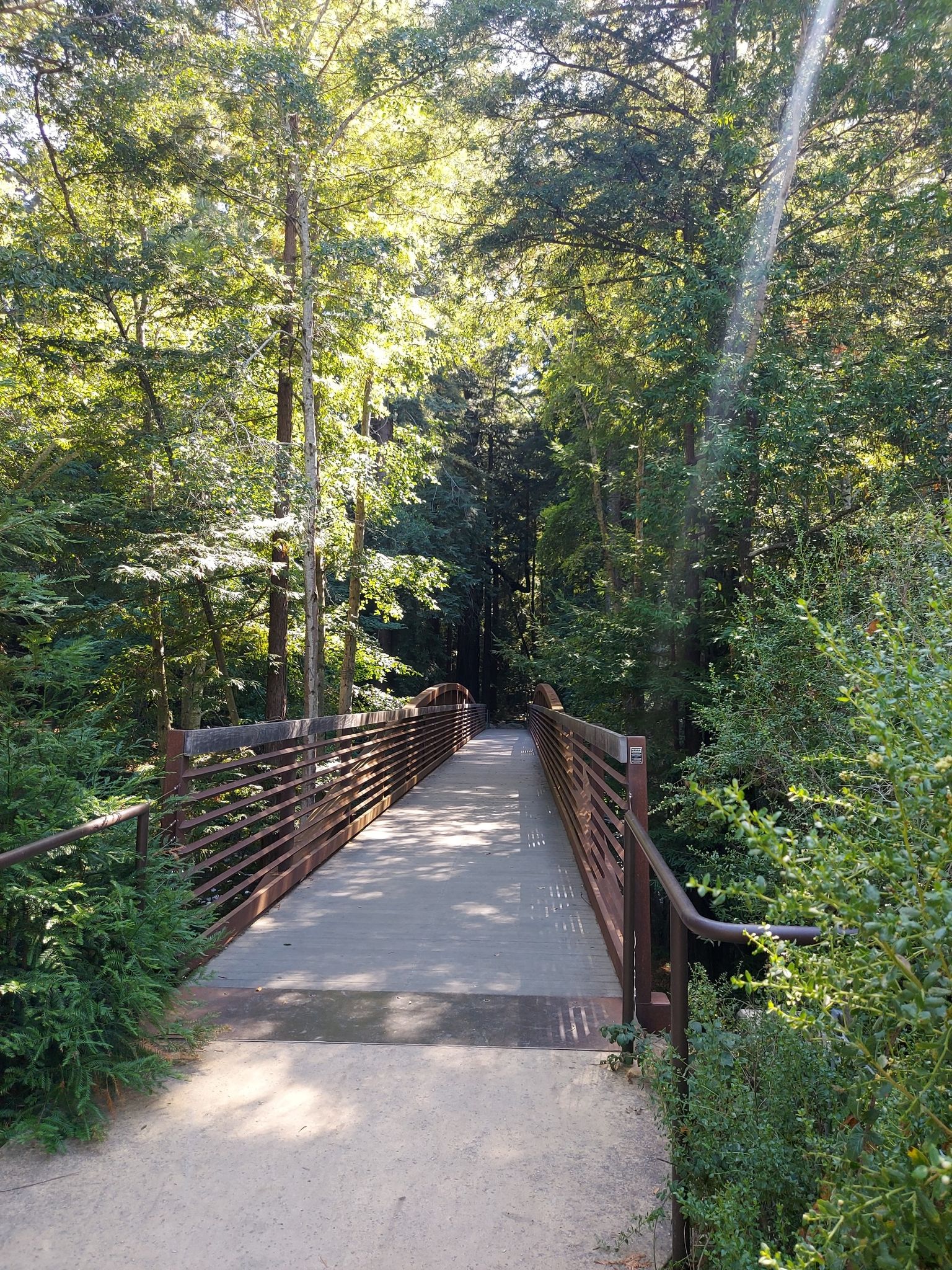 A wooden bridge leads into a sunlit, dense green forest. - Pfeiffer Big Sur Campground Walk