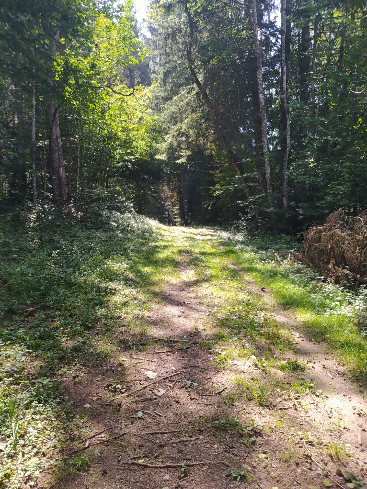 Forêt de sapins