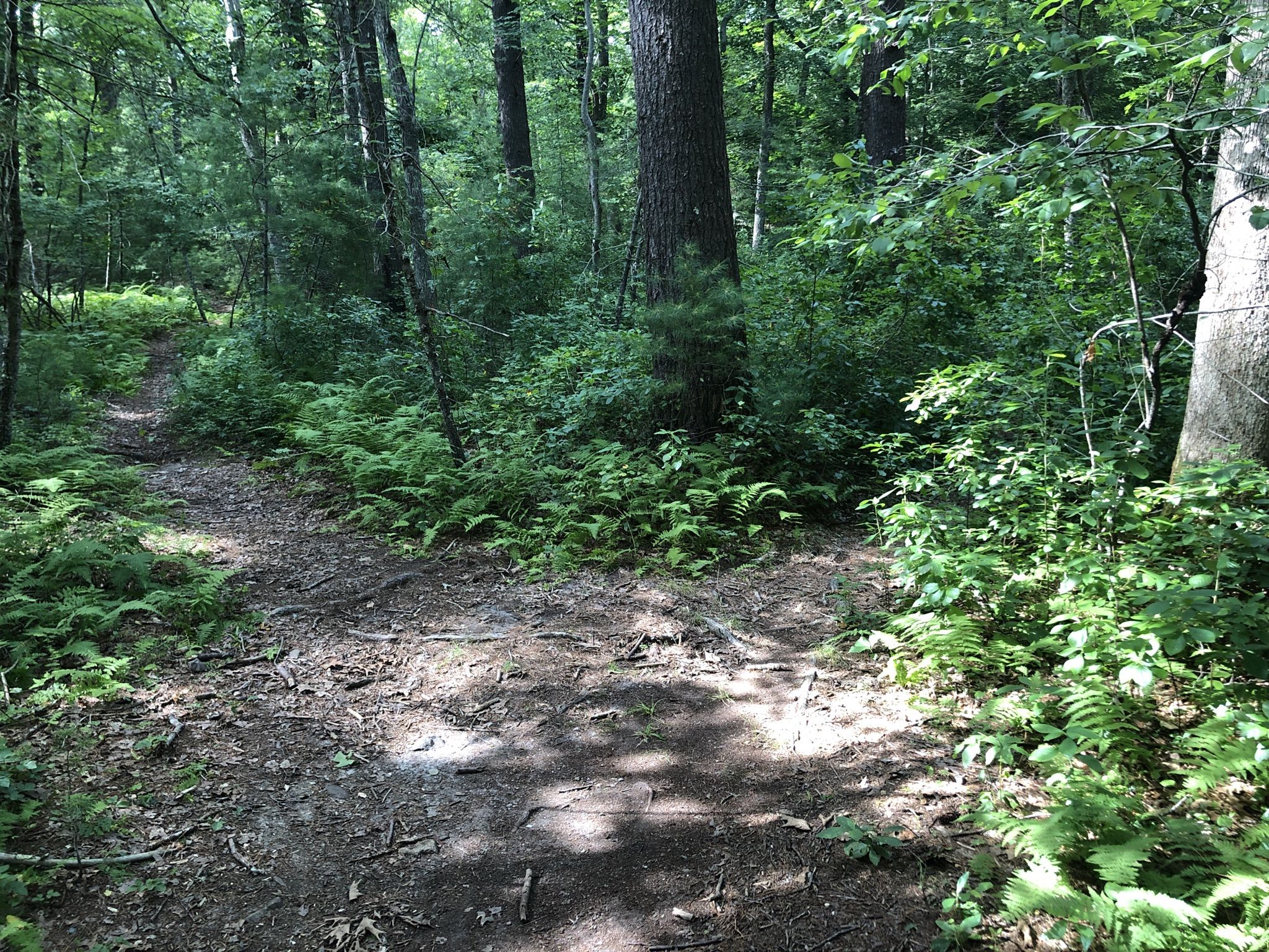 Two paths diverged in the woods 