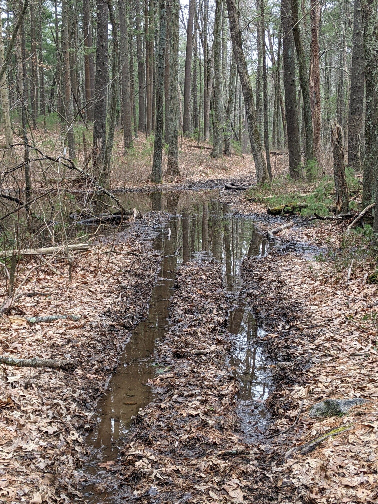 A muddy, water-filled path winding through a dense, bare forest under overcast skies. - Scarlet Brook Loop