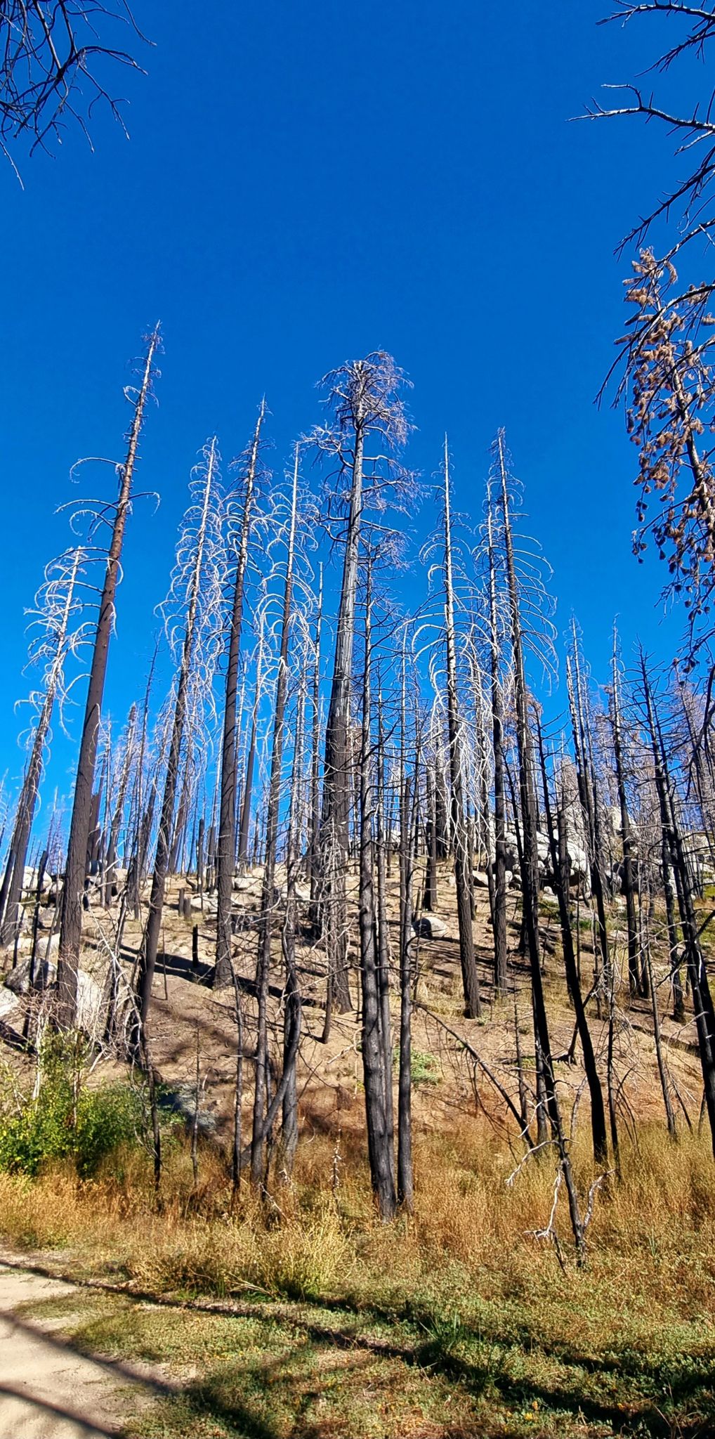 Upward view of numerous tall, burnt trees against a vibrant blue sky. - Nobe Young Falls Trail