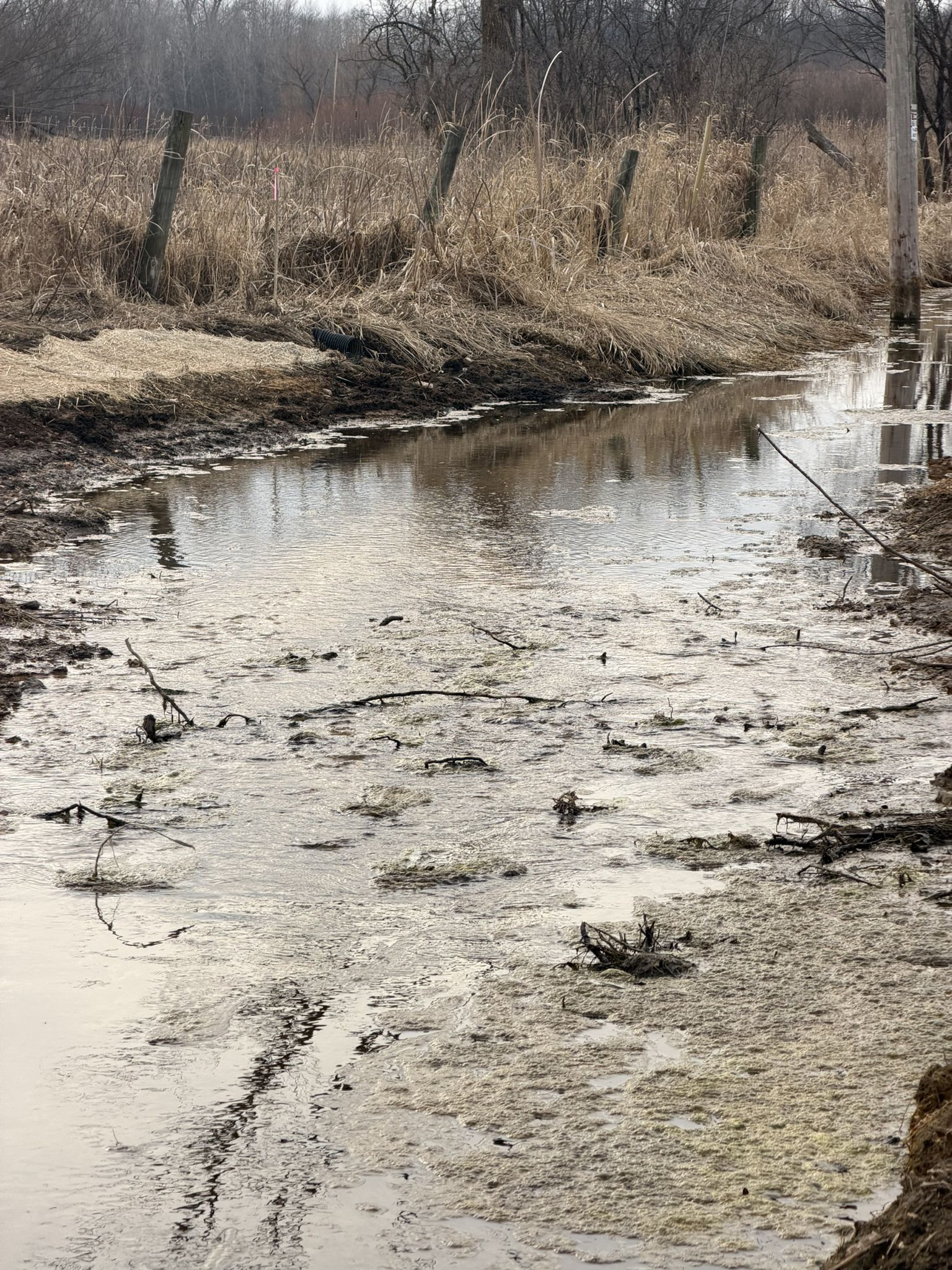 Muddy, shallow stream with dry grass and bare trees under an overcast sky. - Ice Age Trail Junction Area – Sugar River Wetlands loop from Ice Age Trail Junction Area