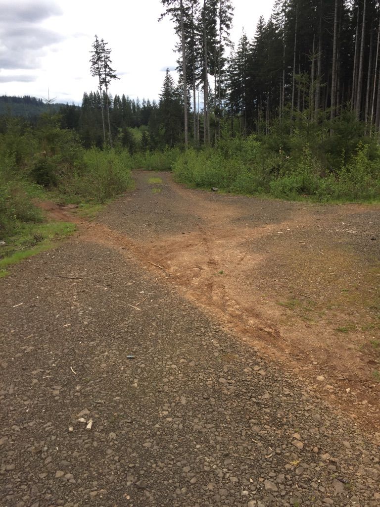A gravel road forks in a green, forested landscape under an overcast sky. - Capitol Peak via Greenline Trail