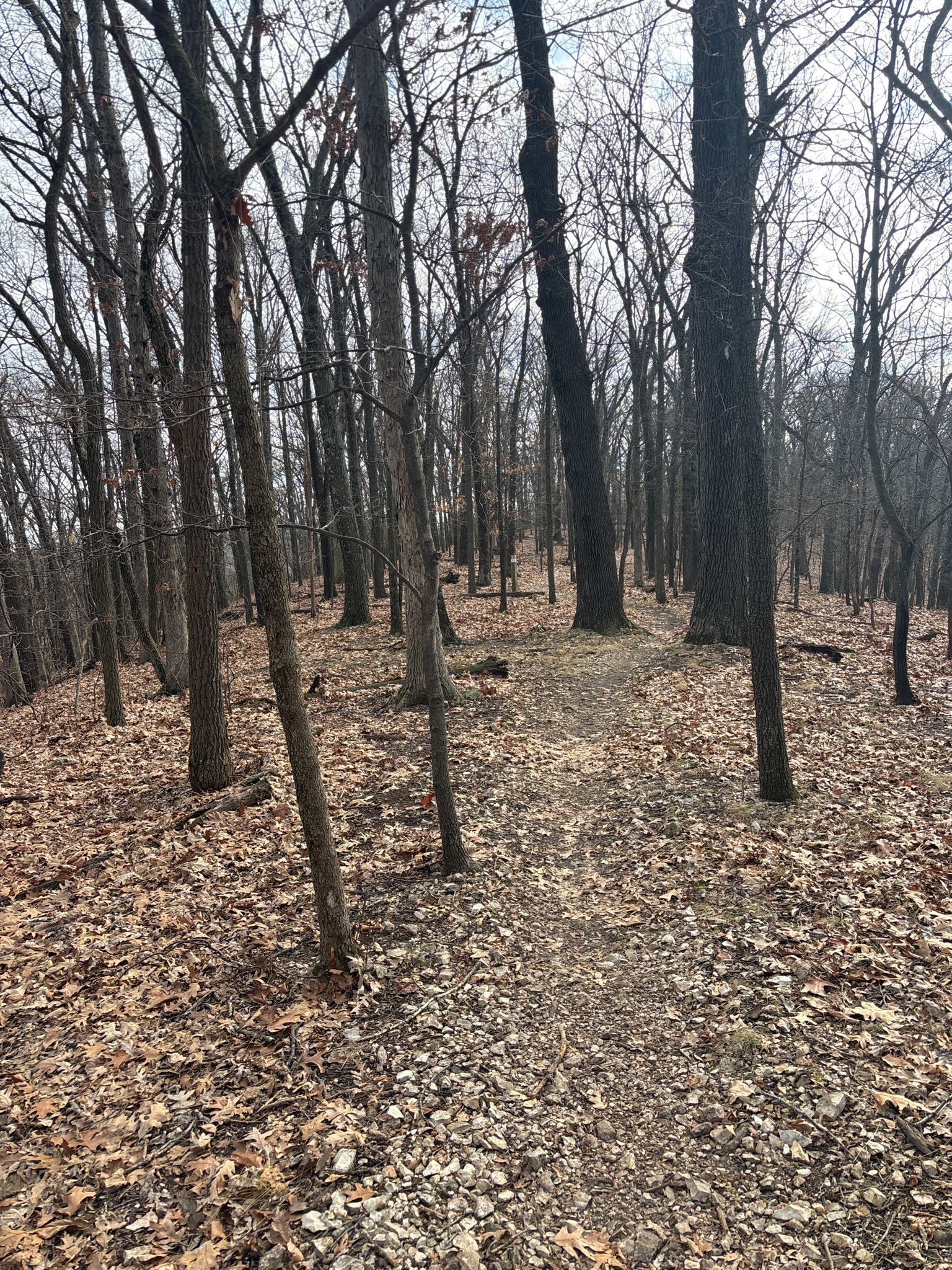 A dirt path through a forest of bare trees and fallen brown leaves. - Beulah Trail