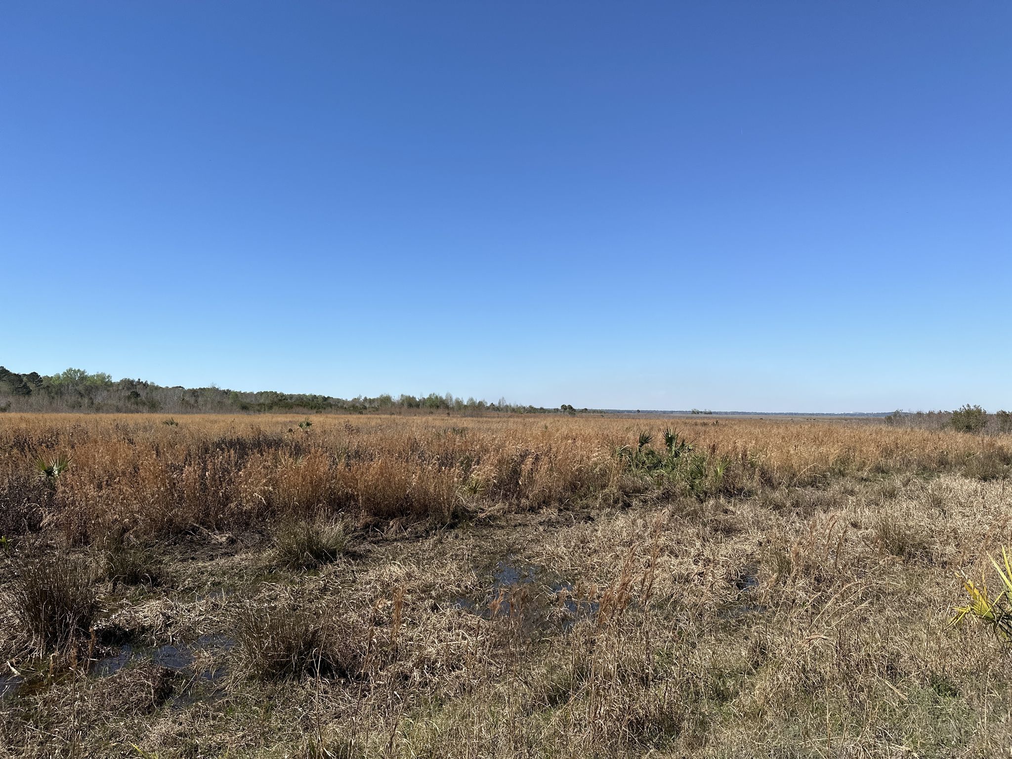 Vast sunny marshland with golden grasses and distant trees under a clear blue sky. - Chacala and Cone's Dike Trail Loop