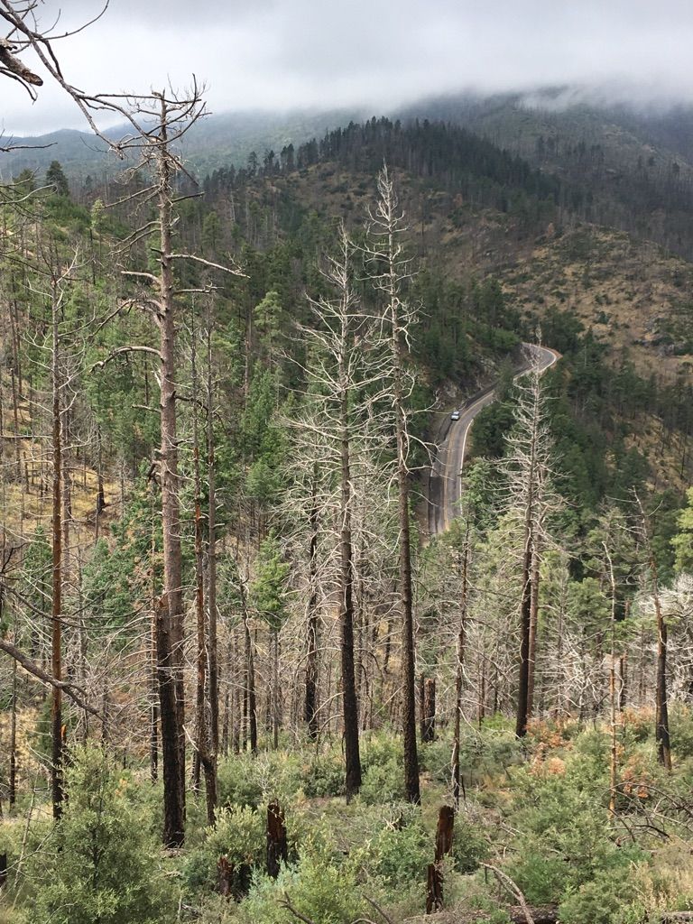 Dead trees stand tall over a winding road in a misty, forested mountain landscape. - Hillsboro Peak via Black Range Crest Trail