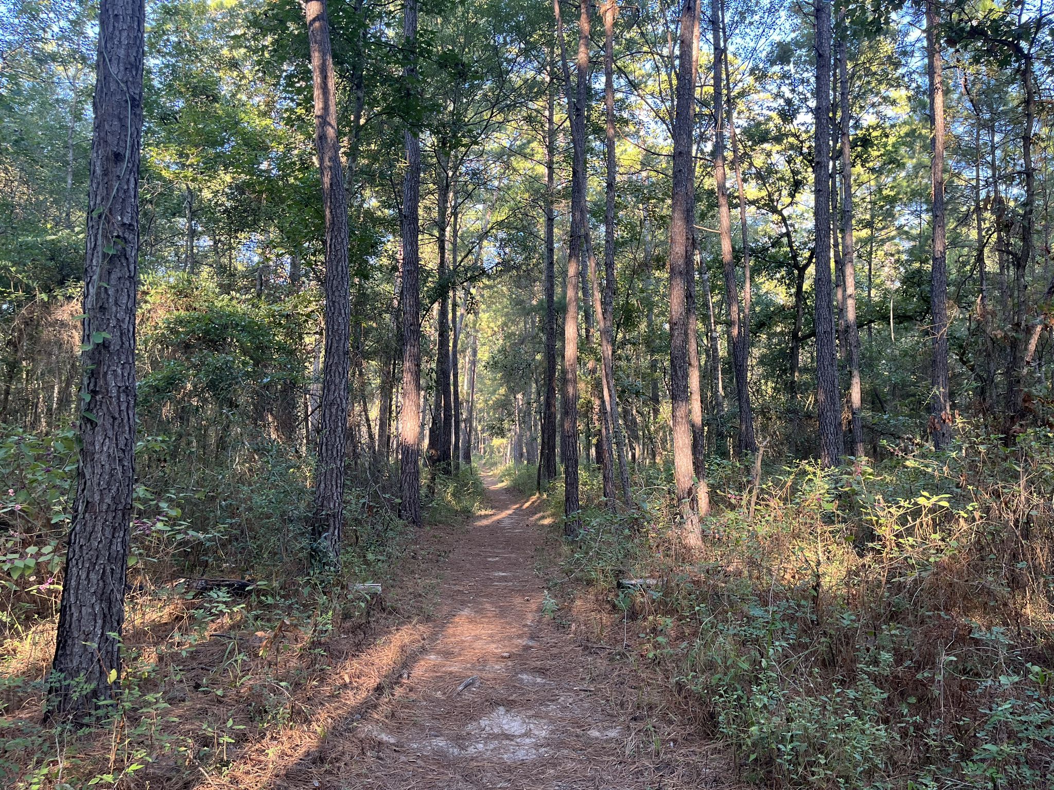 A straight dirt path leads through a sun-drenched forest of tall trees. - Trail alongside Pole Creek – Trail alongside Pole Creek loop from Lone Star Hiking Trail Trailhead #4