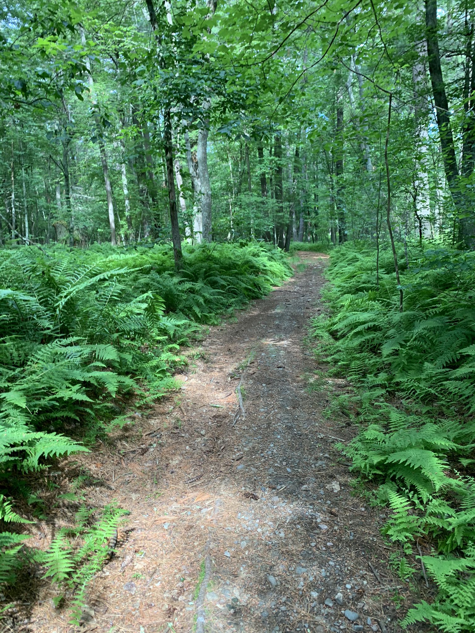 A wide dirt path stretches into a sunlit forest, bordered by green ferns. - Shattuck Reservation – Shattuck Reservation loop from Noon Hill Reservation