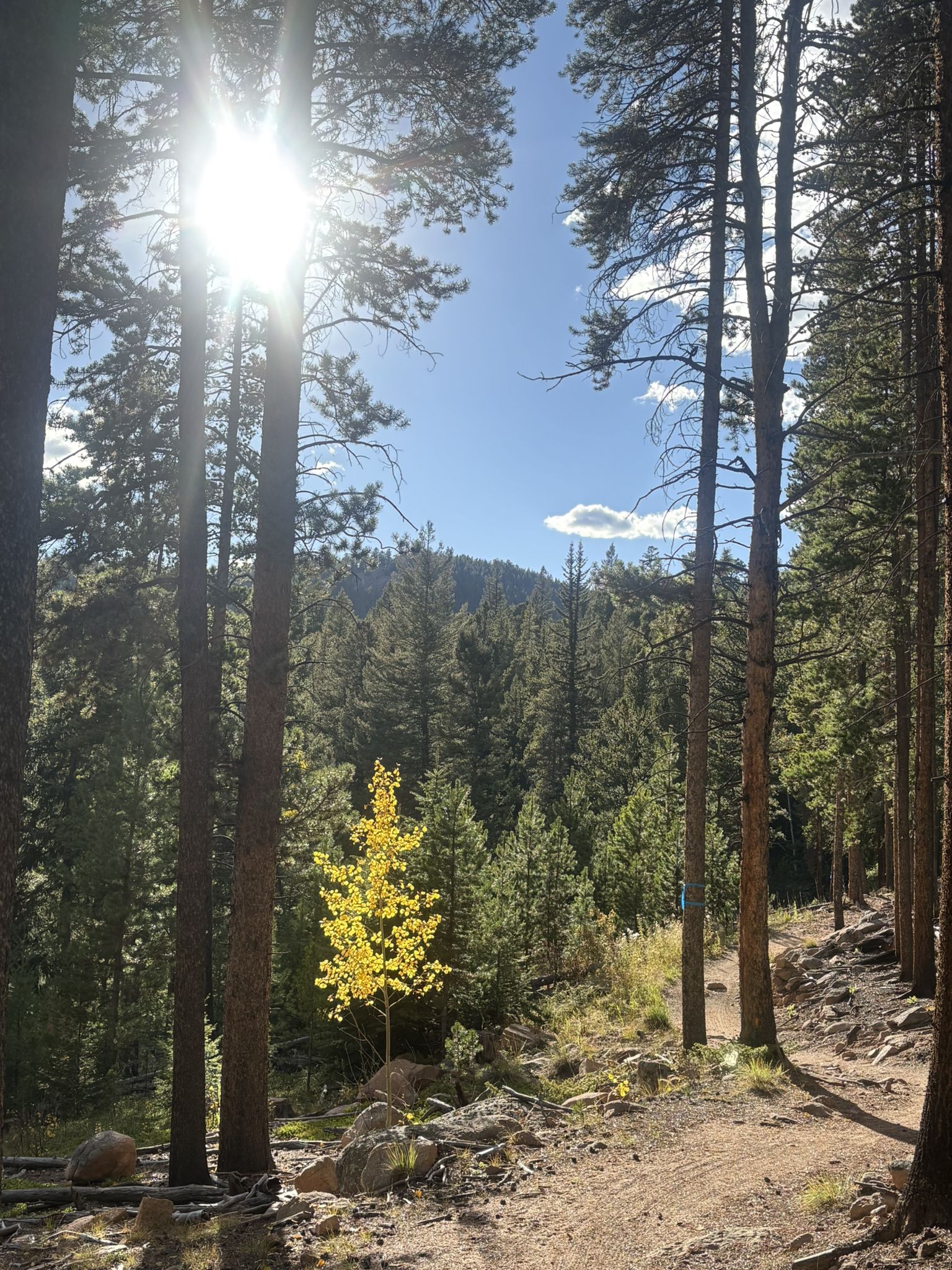 Sun flares through tall pine trees on a dirt path, with a bright yellow tree. - Staunton Ranch, Old Mill, and Border Line Trail Loop