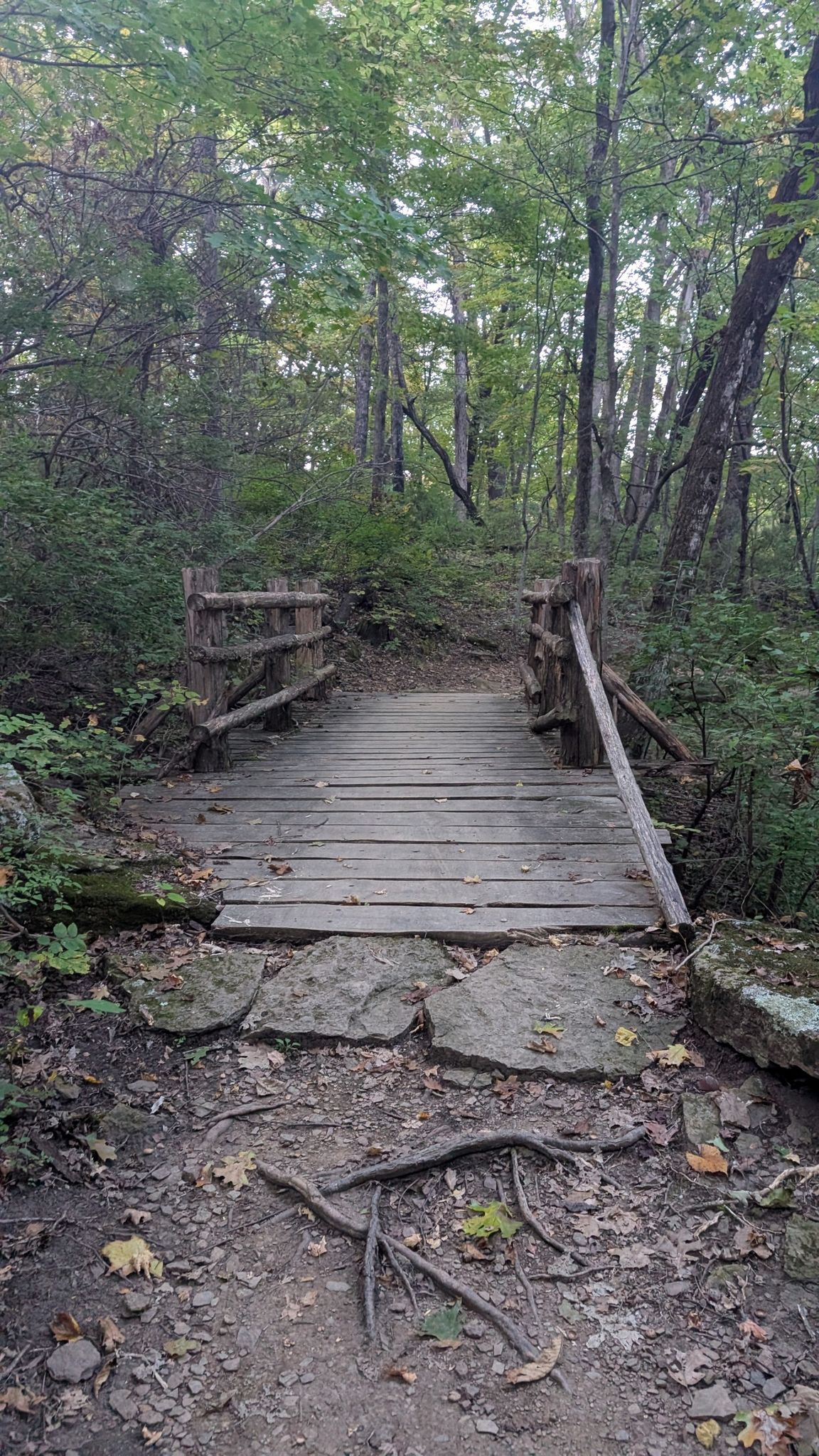 A rustic wooden footbridge spans a small gap on a shaded forest path. - Kessler Mountain Regional Park loop from Kessler Regional Bed