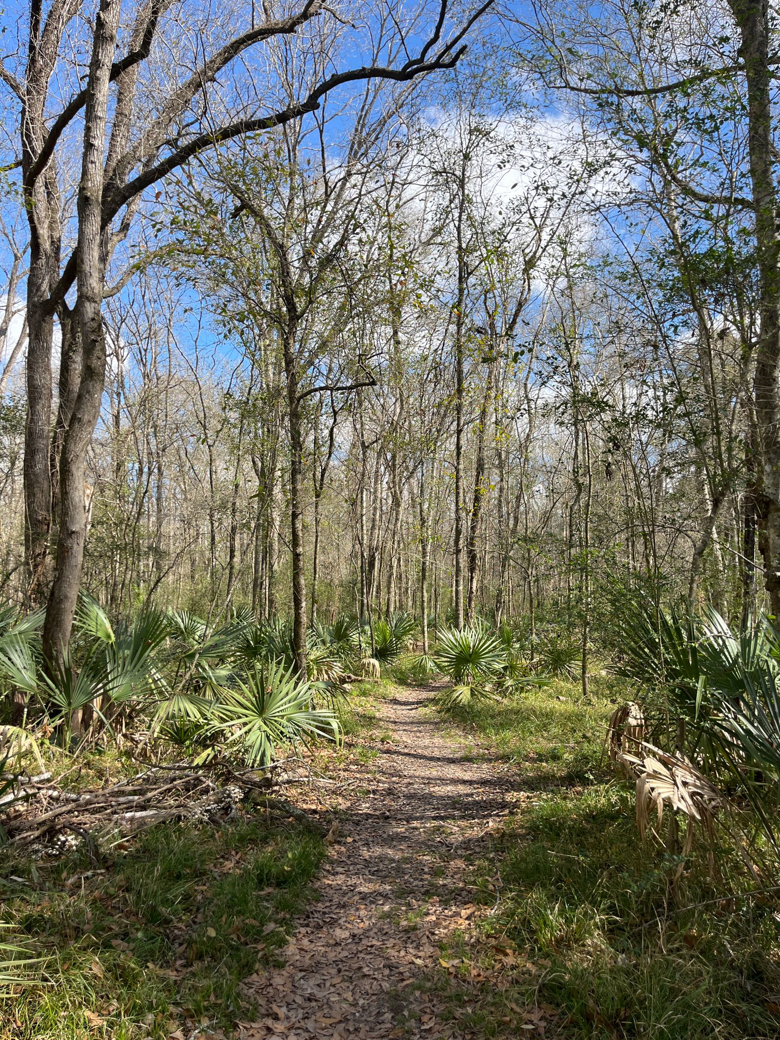 Sunny dirt path winding through a forest with palmettos and tall trees. - Acadiana Nature Station – Acadiana Nature Station Trails loop from Acadiana Campground/Park