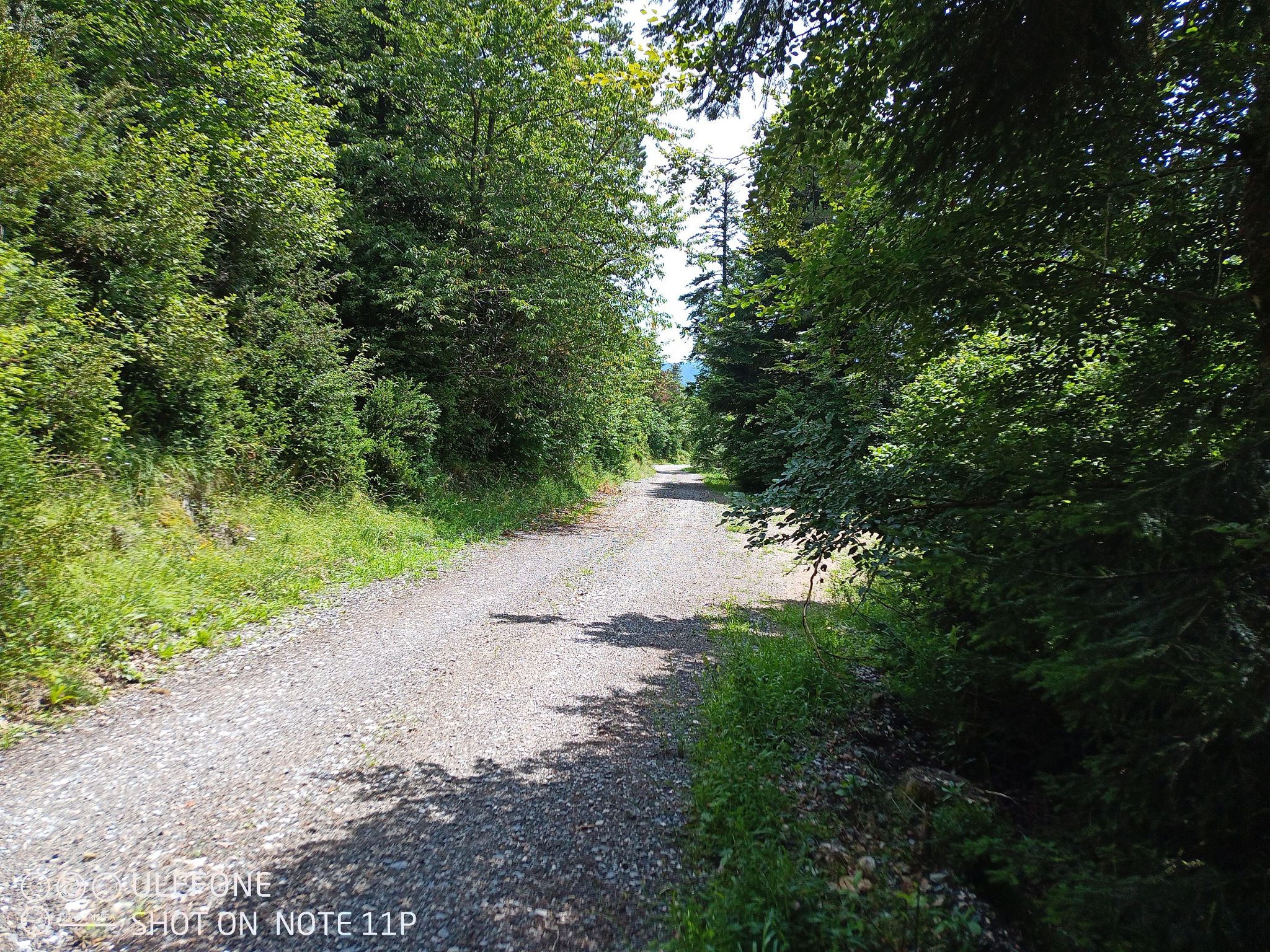 la route forestière