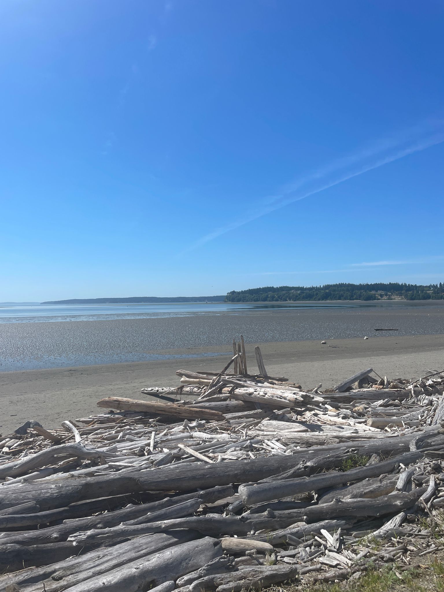 Piles of driftwood on a sunny beach with calm ocean and distant land. - Freund Marsh loop