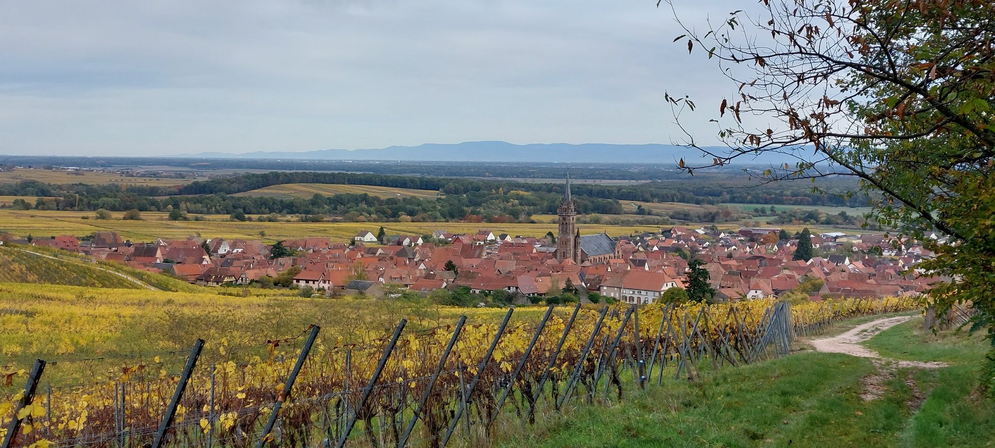 Dambach