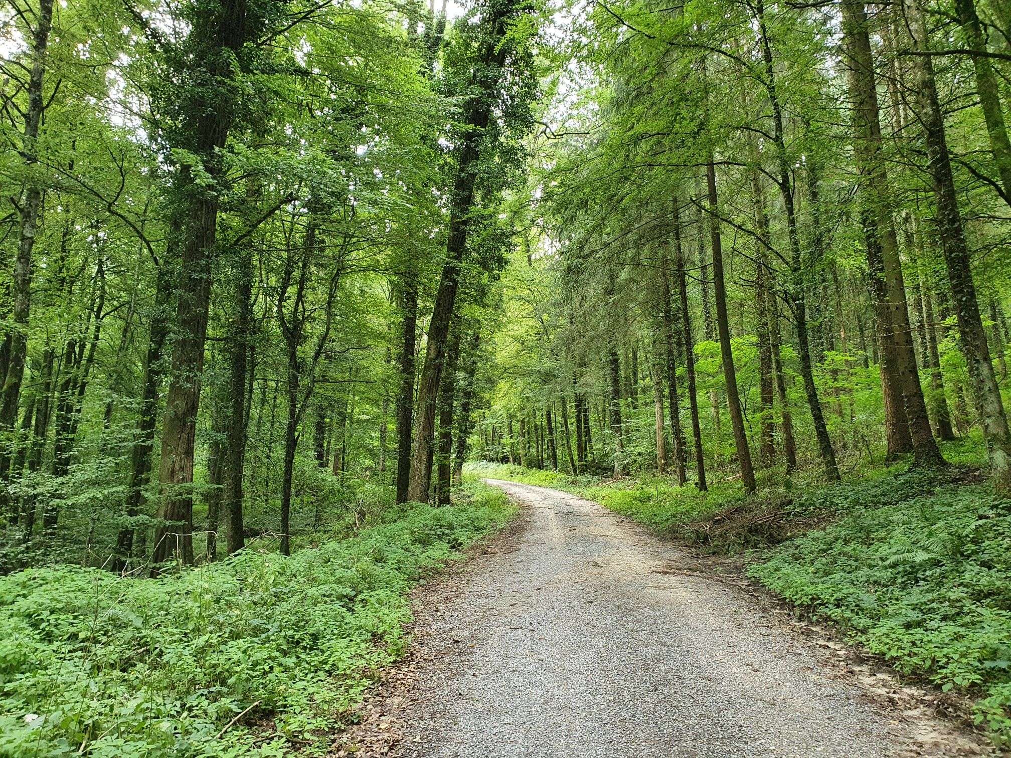 unser Abkürzungsweg aufwärts im Wald