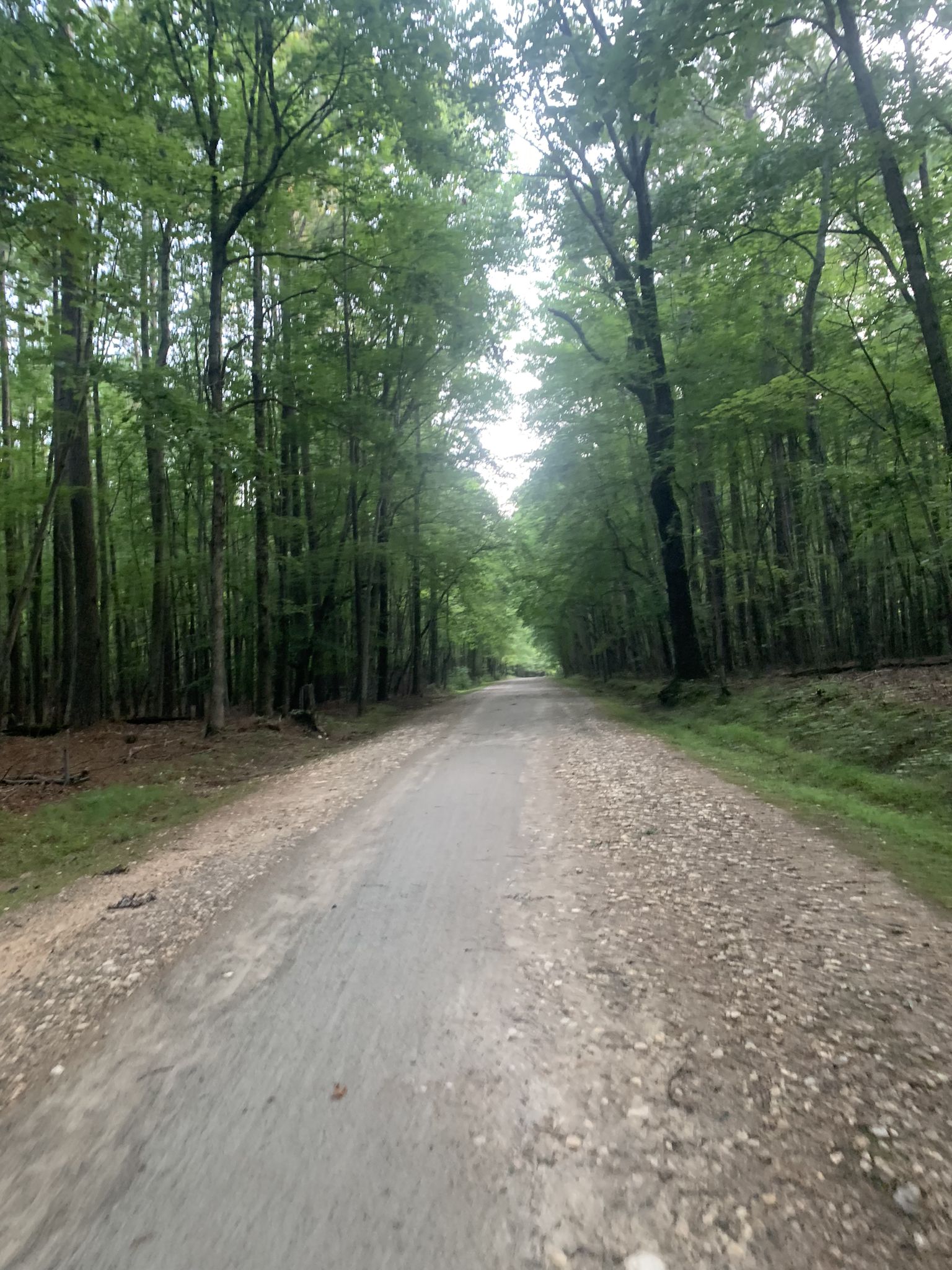 A long, straight dirt road through a dense, green forest with bright light. - Lake Crabtree County Park Trails