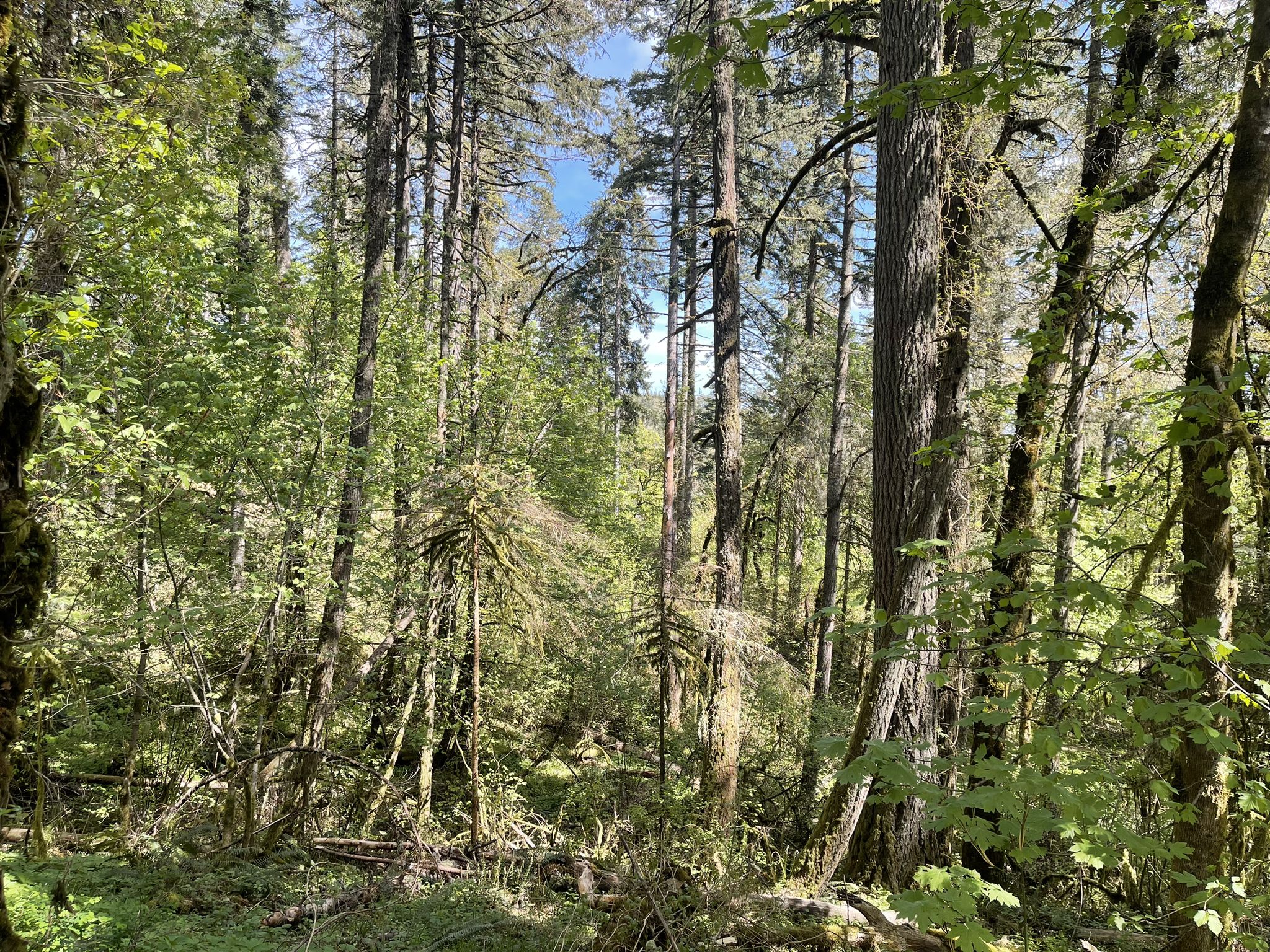 Bright sunlight illuminates a dense forest with tall trees and green undergrowth. - Mulkey Ridge Trail and Allen Throop Loop