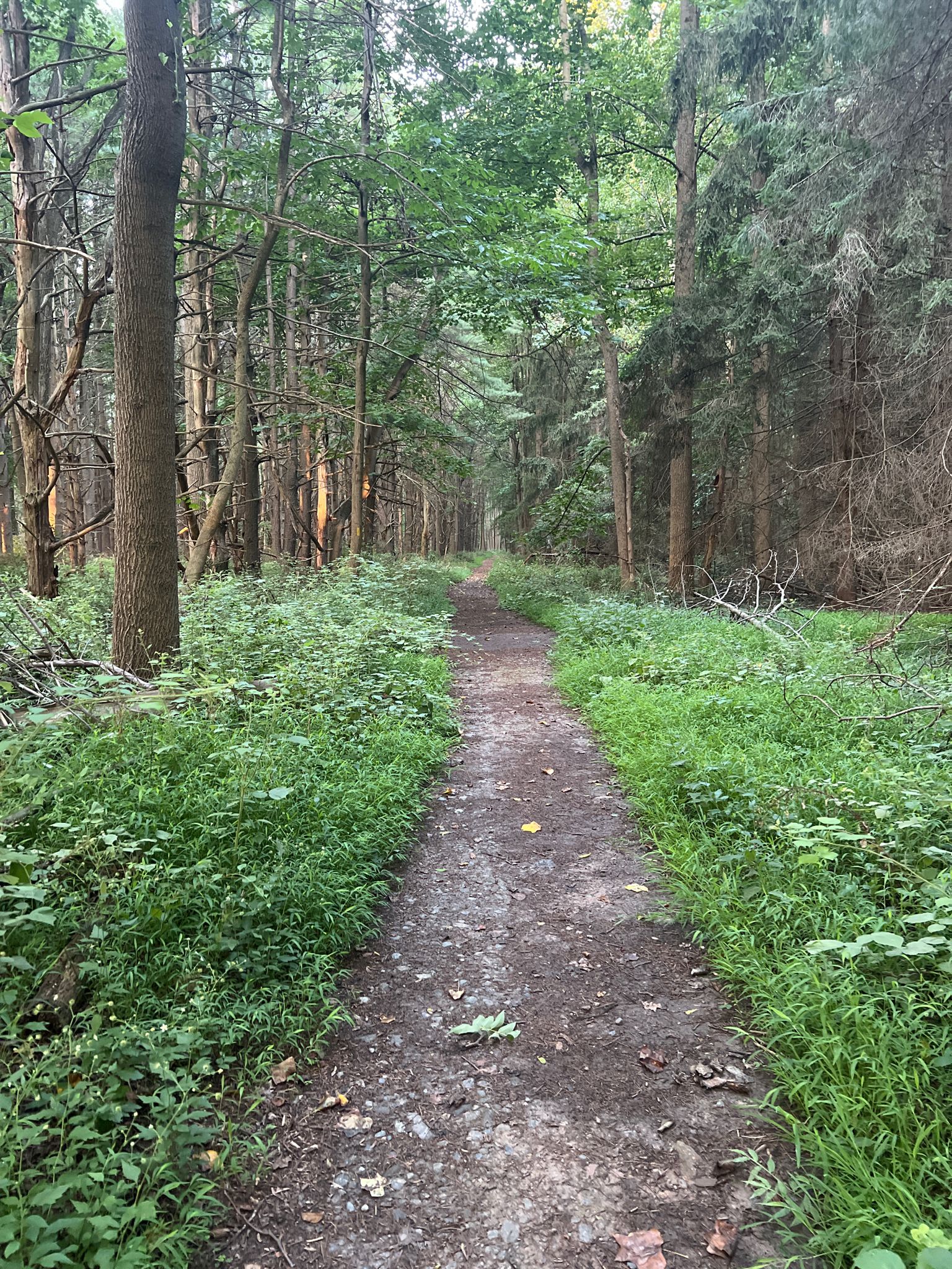 A narrow dirt path winds through a dense, green, sun-dappled forest. - Gunpowder Falls Big Loop