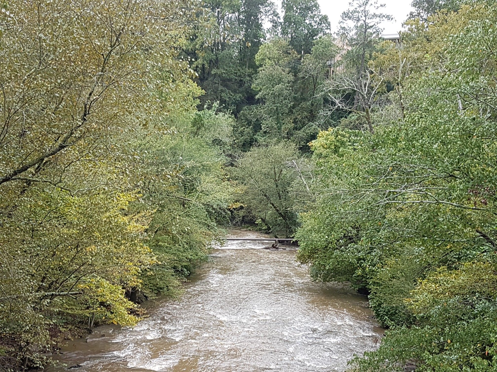 A winding river flows through a dense, green forest under an overcast sky. - Picnic & BBQ Area at Old Mill Park – Roswell Mill Dam loop from Roswell