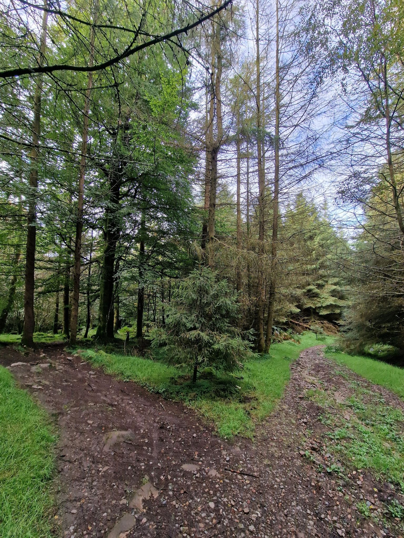 just spotted a red squirrel here but he was gone too quick to get a photo