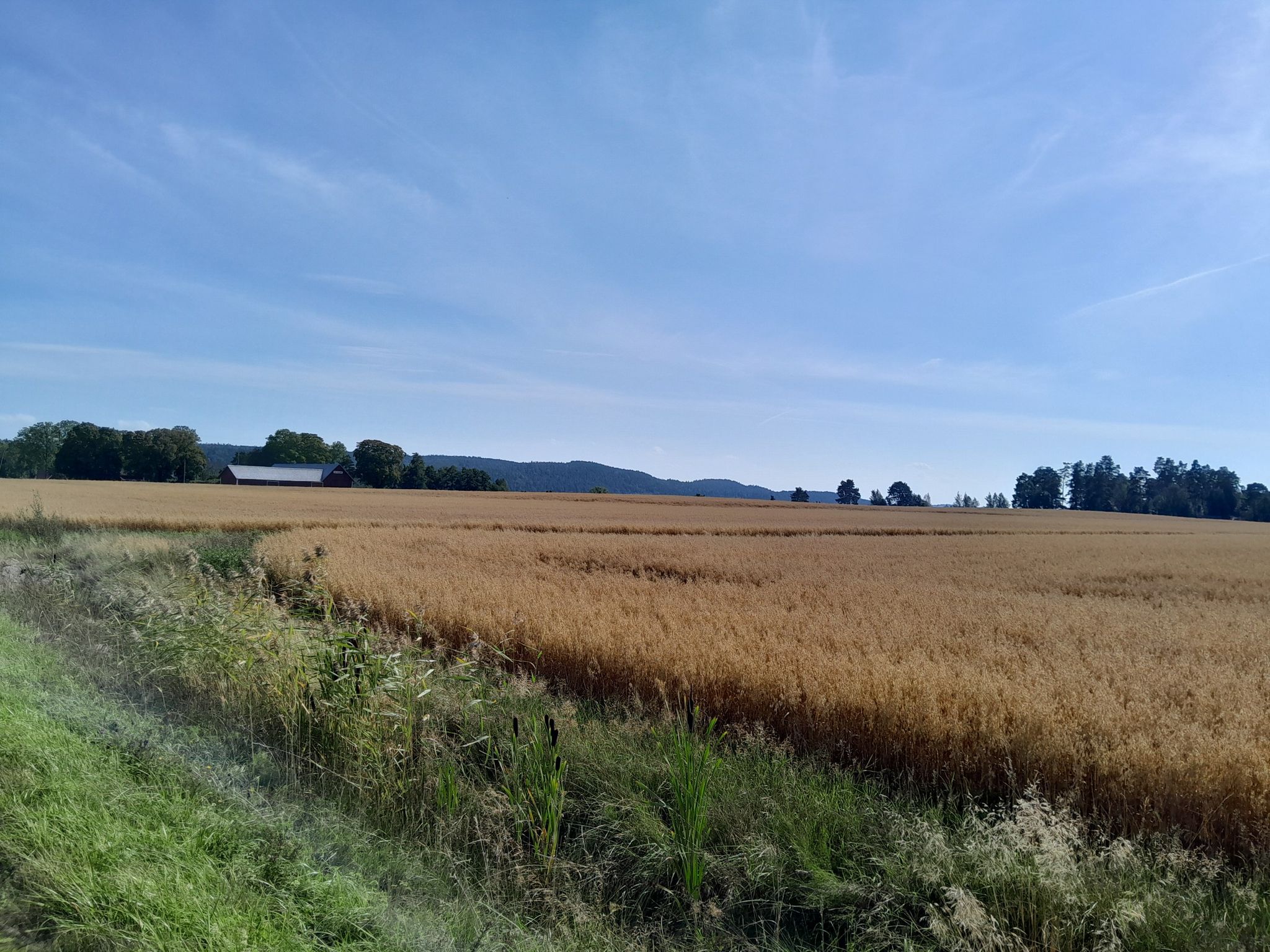 Haferfeld