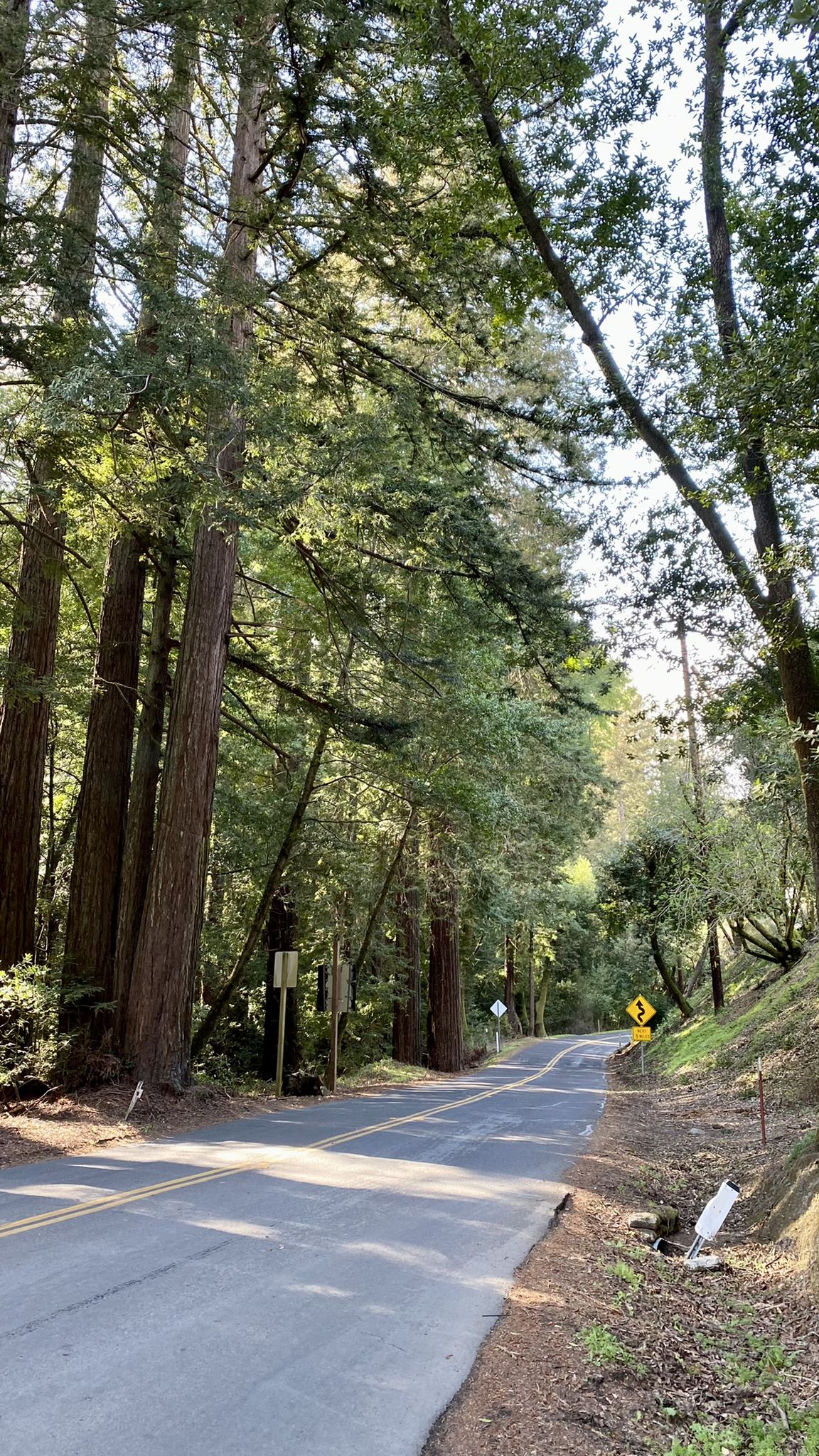 Paved road winding through a dense forest of tall redwood trees. - Redwood Grove – Pinehurst Road climb loop from Moraga