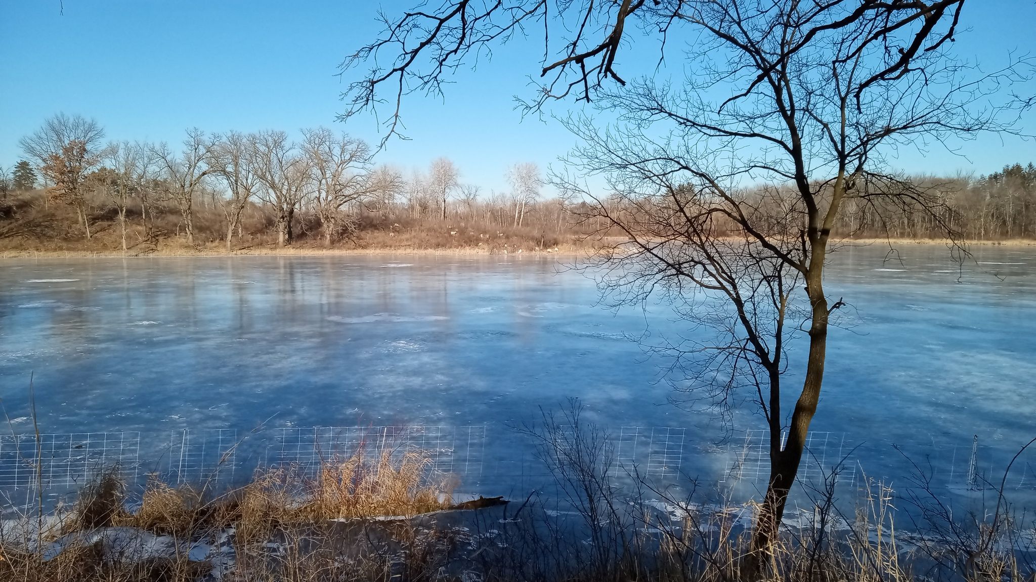 Partially frozen lake with a bare tree in foreground under a bright blue sky. - Empire Lake – Bridge over wetlands loop from Vermillion Highlands Research Recreation and Wildlife Management Area