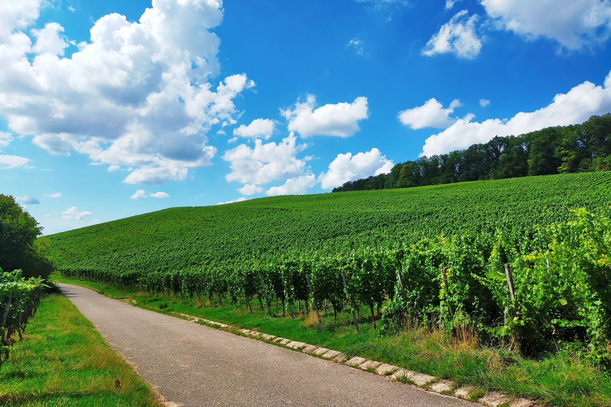 Weinberge am Benning