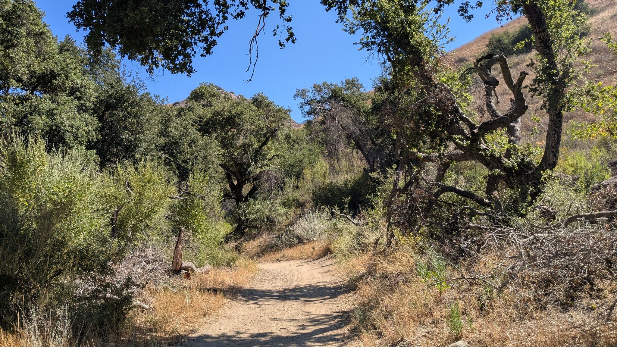 A shaded dirt path through a dense forest of green trees and brush. - Cheeseboro Canyon Trail
