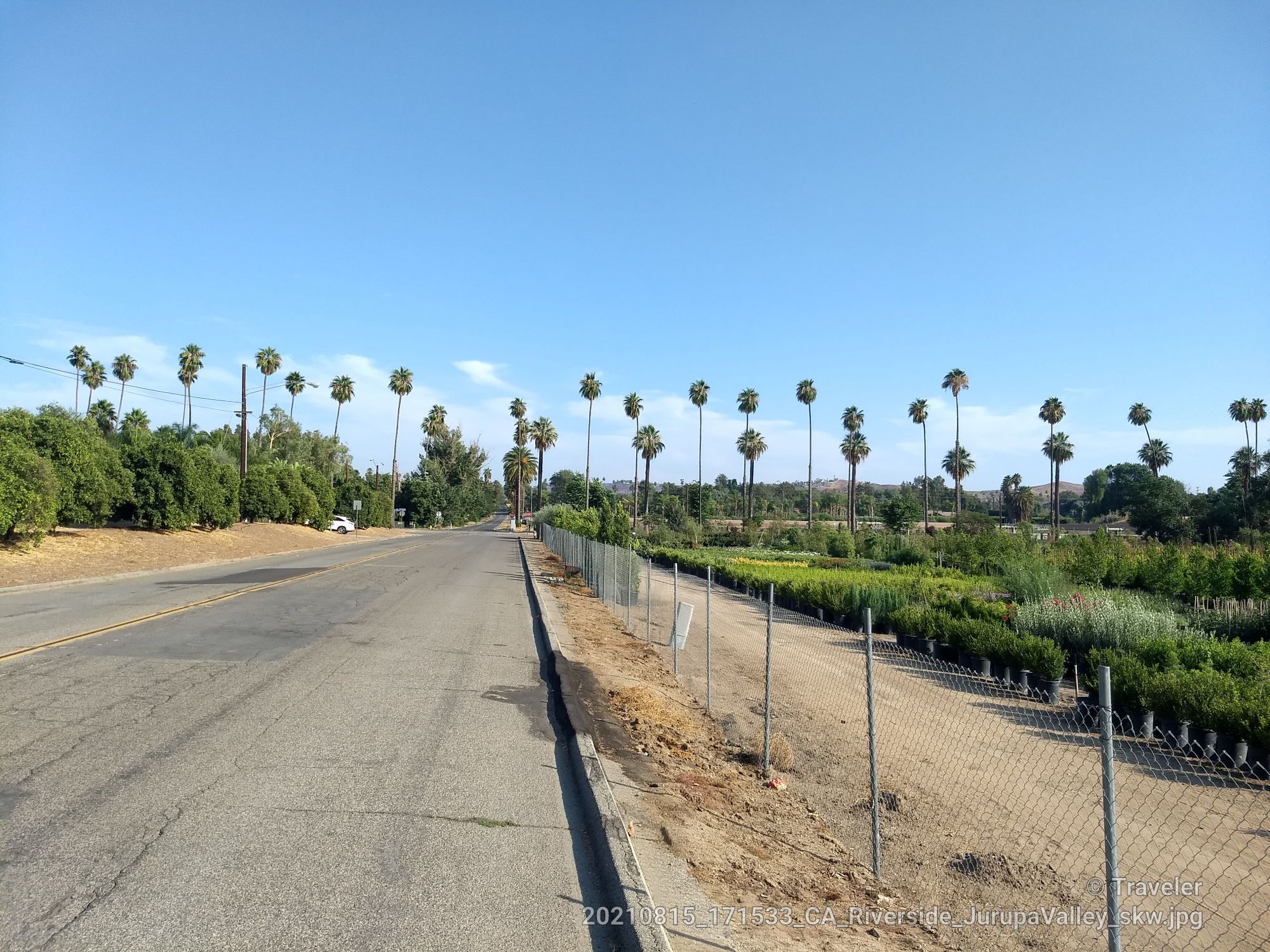 A long road bordered by tall palm trees and green fields under a clear blue sky. - Mission Inn Museum – Riverside County Courthouse loop from Riverside Steamers Mini Train