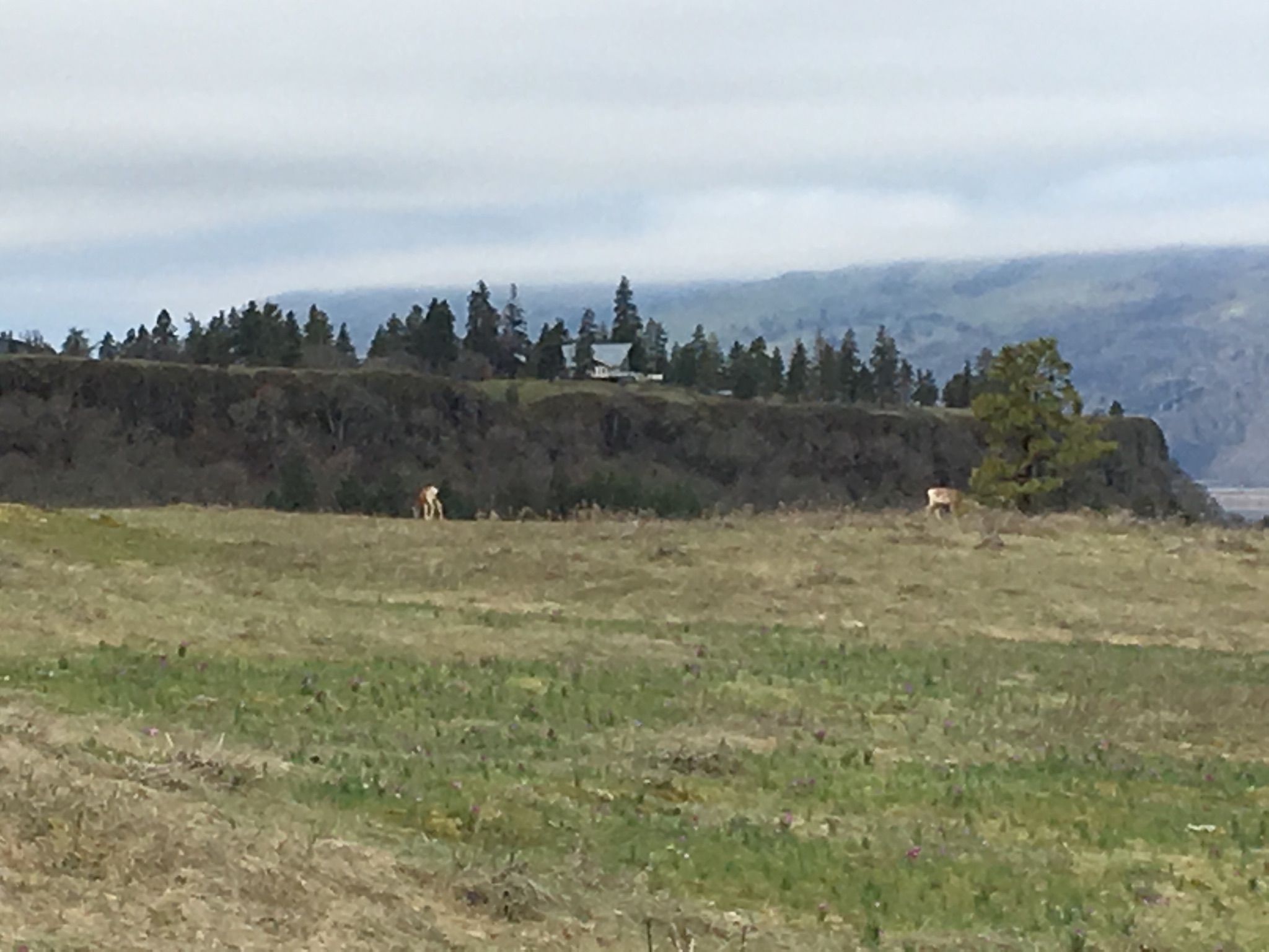 Deer