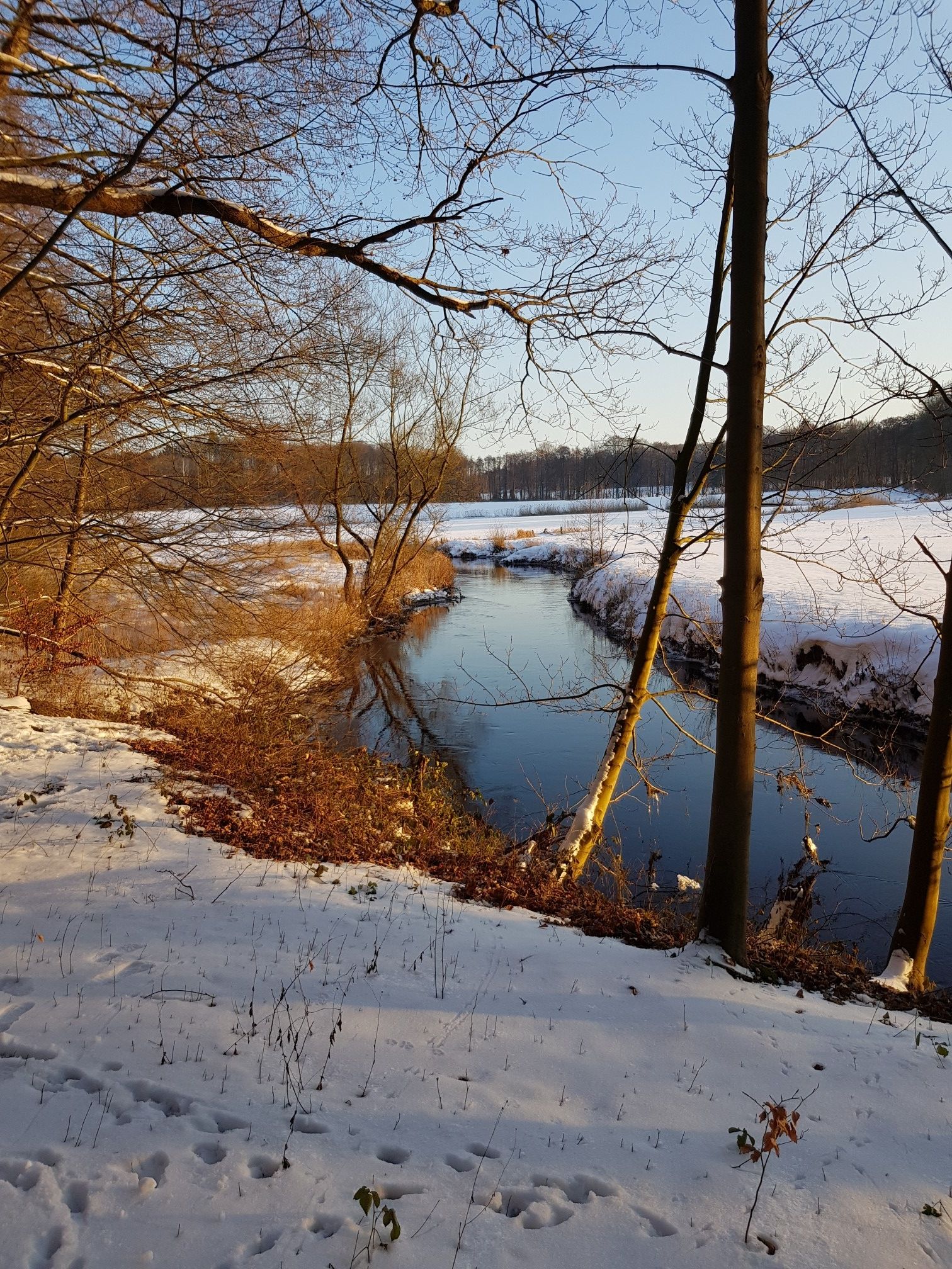 Böhme zum Sonnenuntergang 