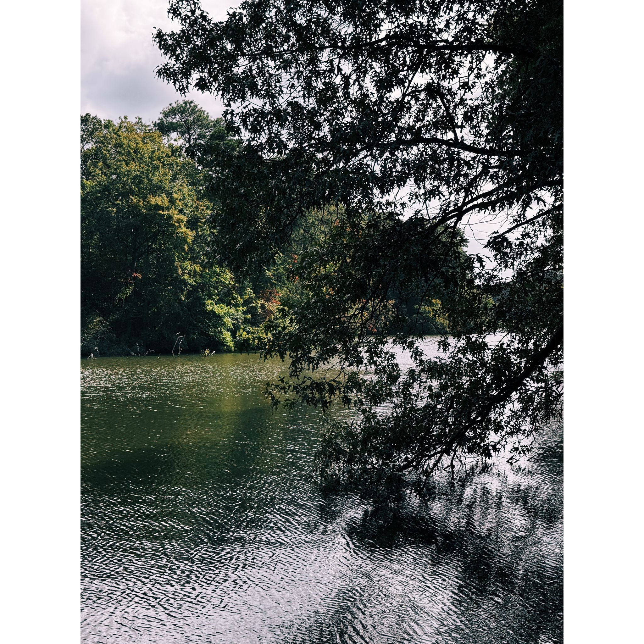 Dark water with tree reflections, framed by green and dark branches. - The Mariners' Museum loop from Christopher Newport University