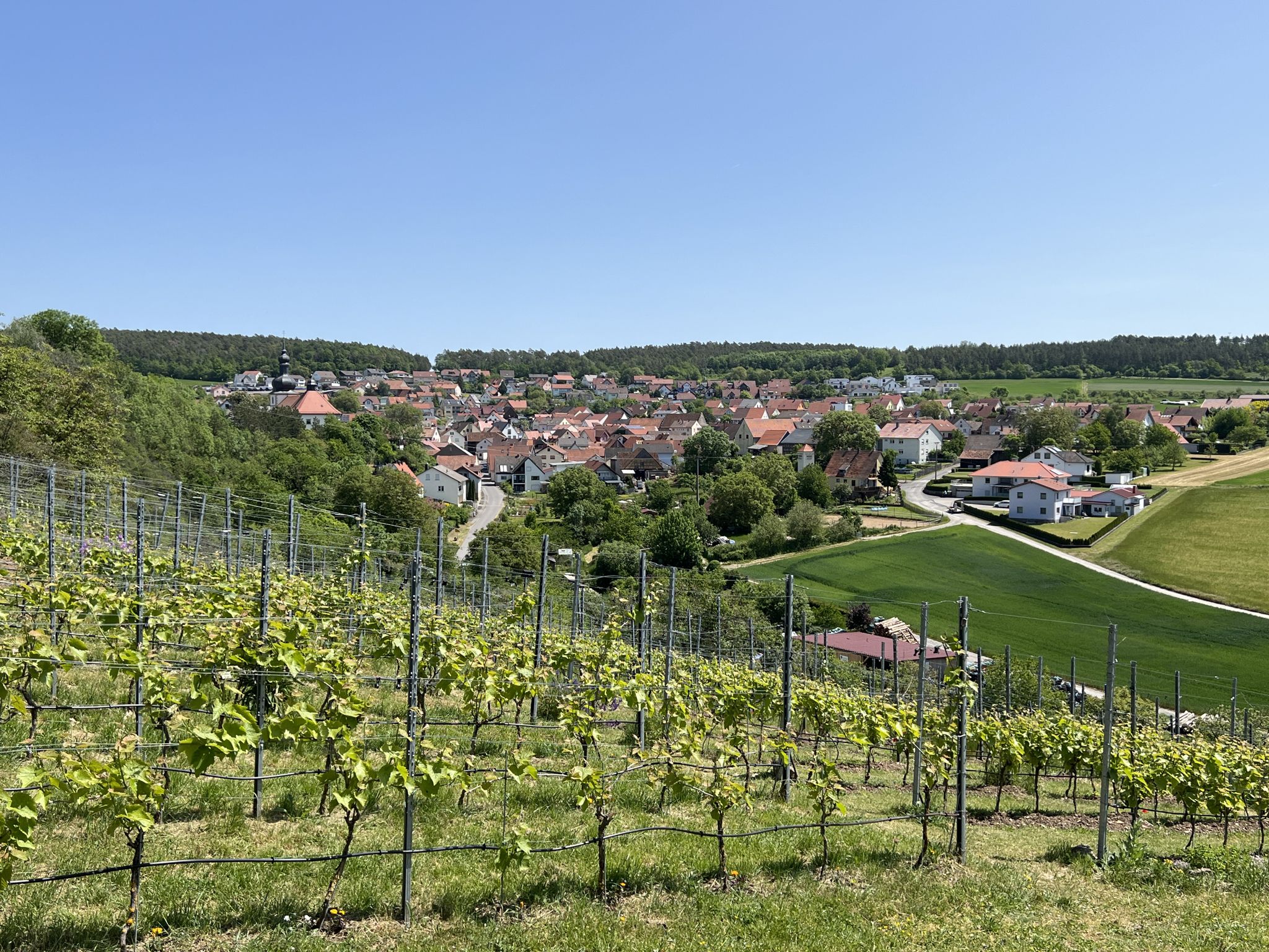 Blick über den Weinberg nach Strahlungen