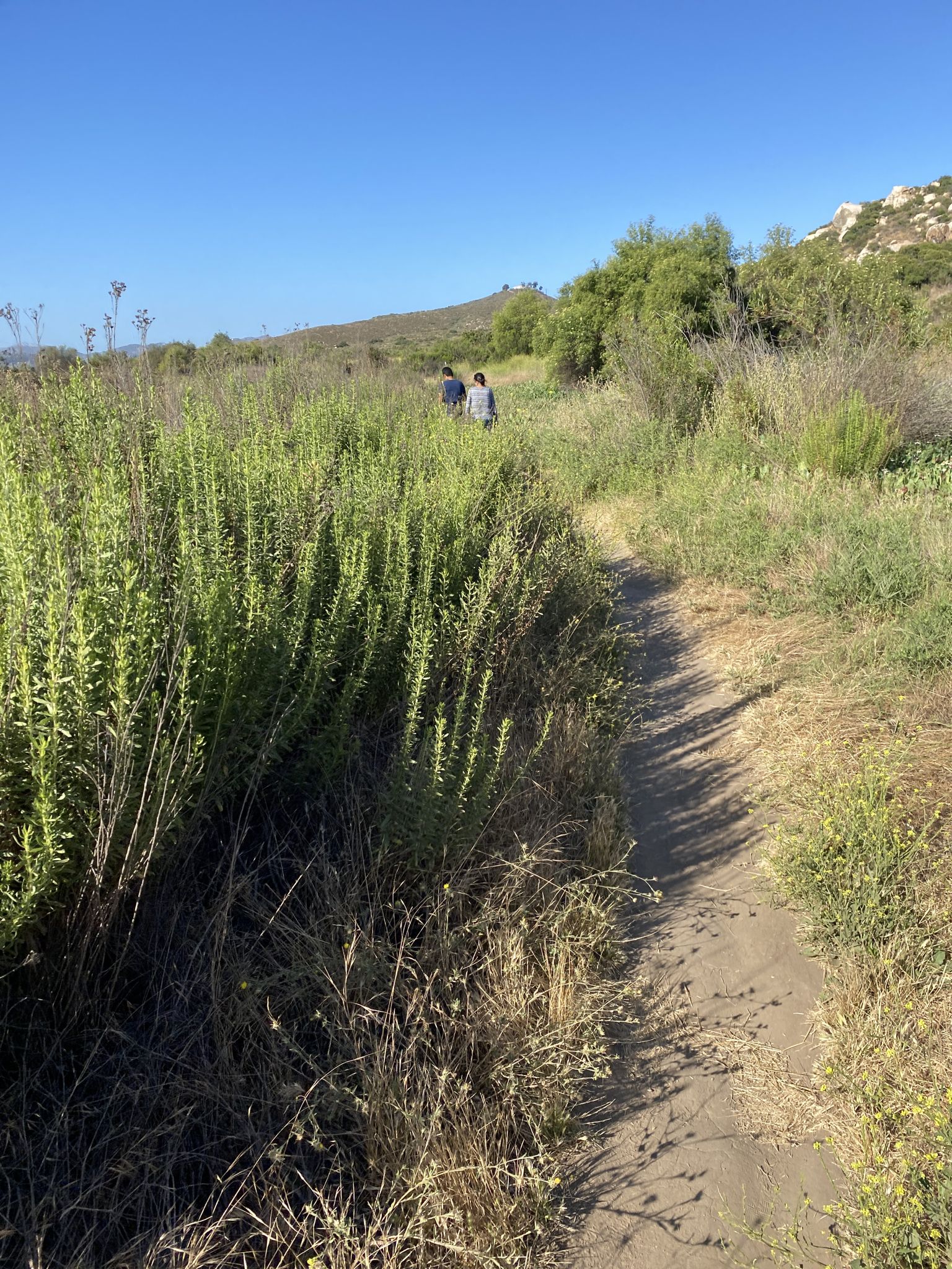 Two people walk on a sunny dirt path through tall green field plants. - Sweetwater River Trail loop