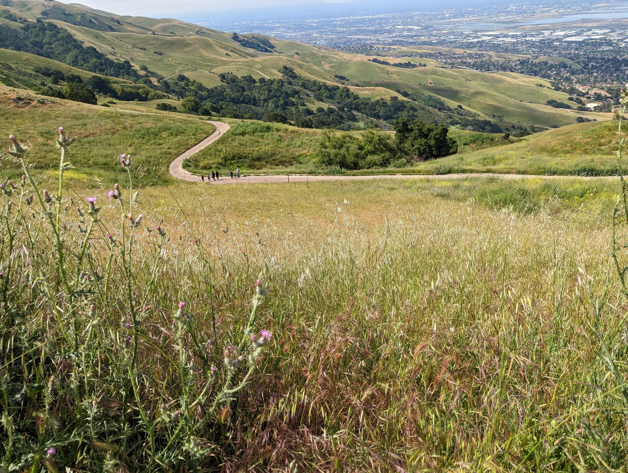 Tall grass in foreground, with a winding dirt path and distant hills. - Hidden Valley Trail