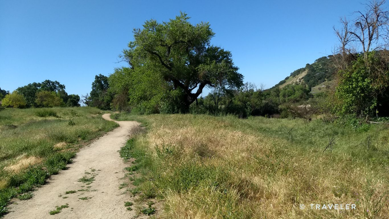 A winding dirt path through a sunny, grassy field with a large tree. - Salinas River Walk