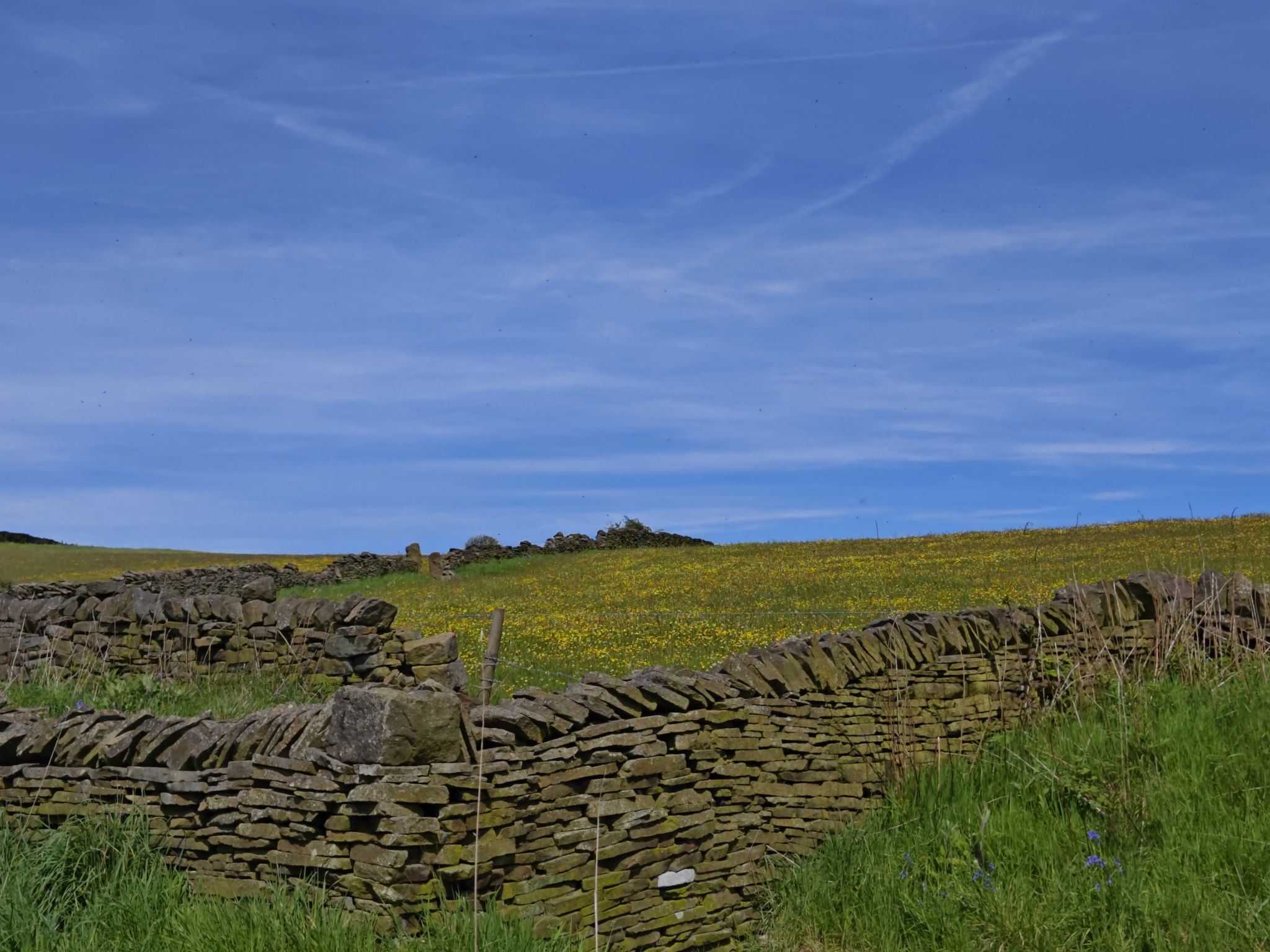 buttercup field